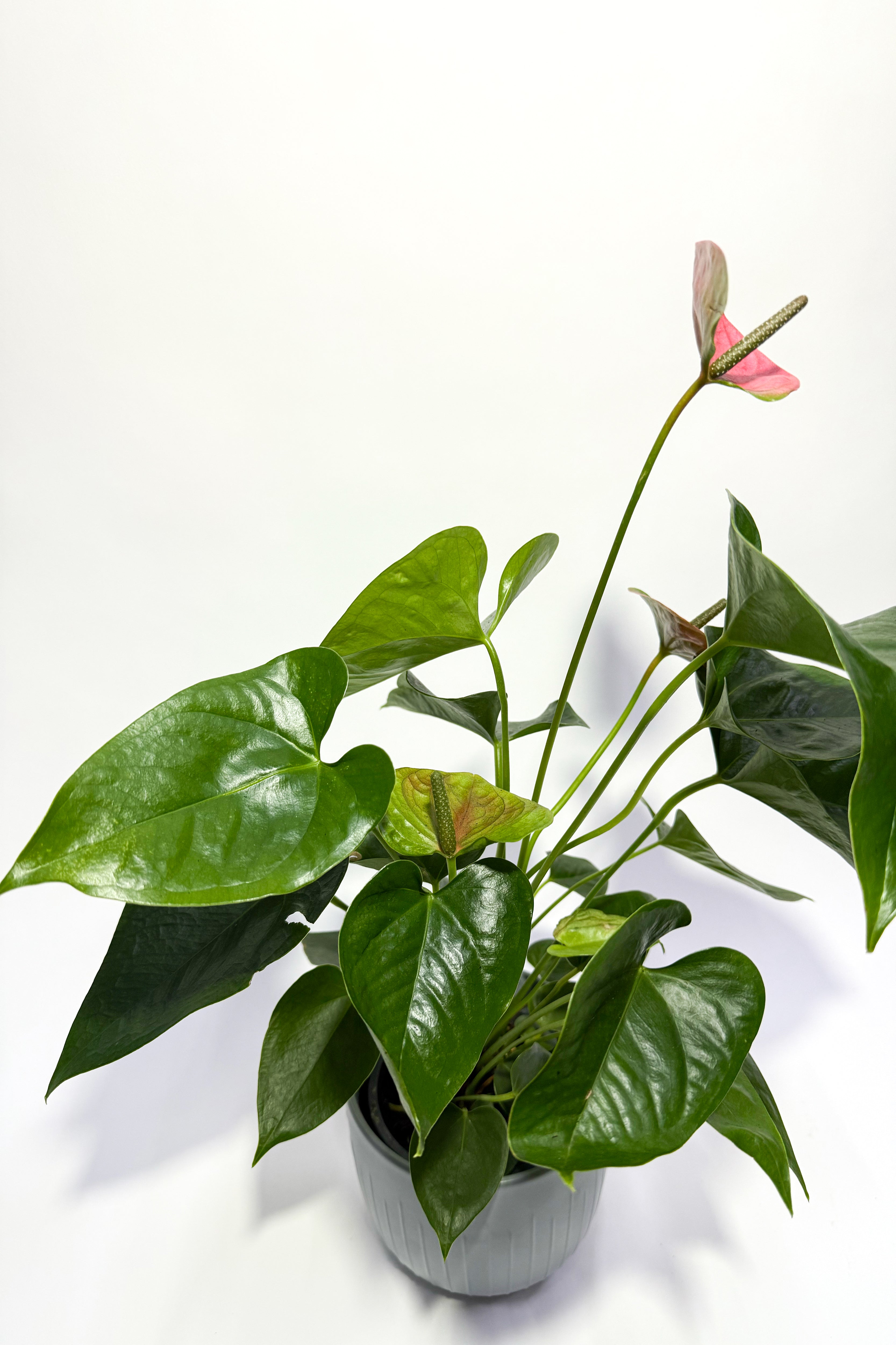Anthurium Red "Flamingo Flower" (Pot Not Included)