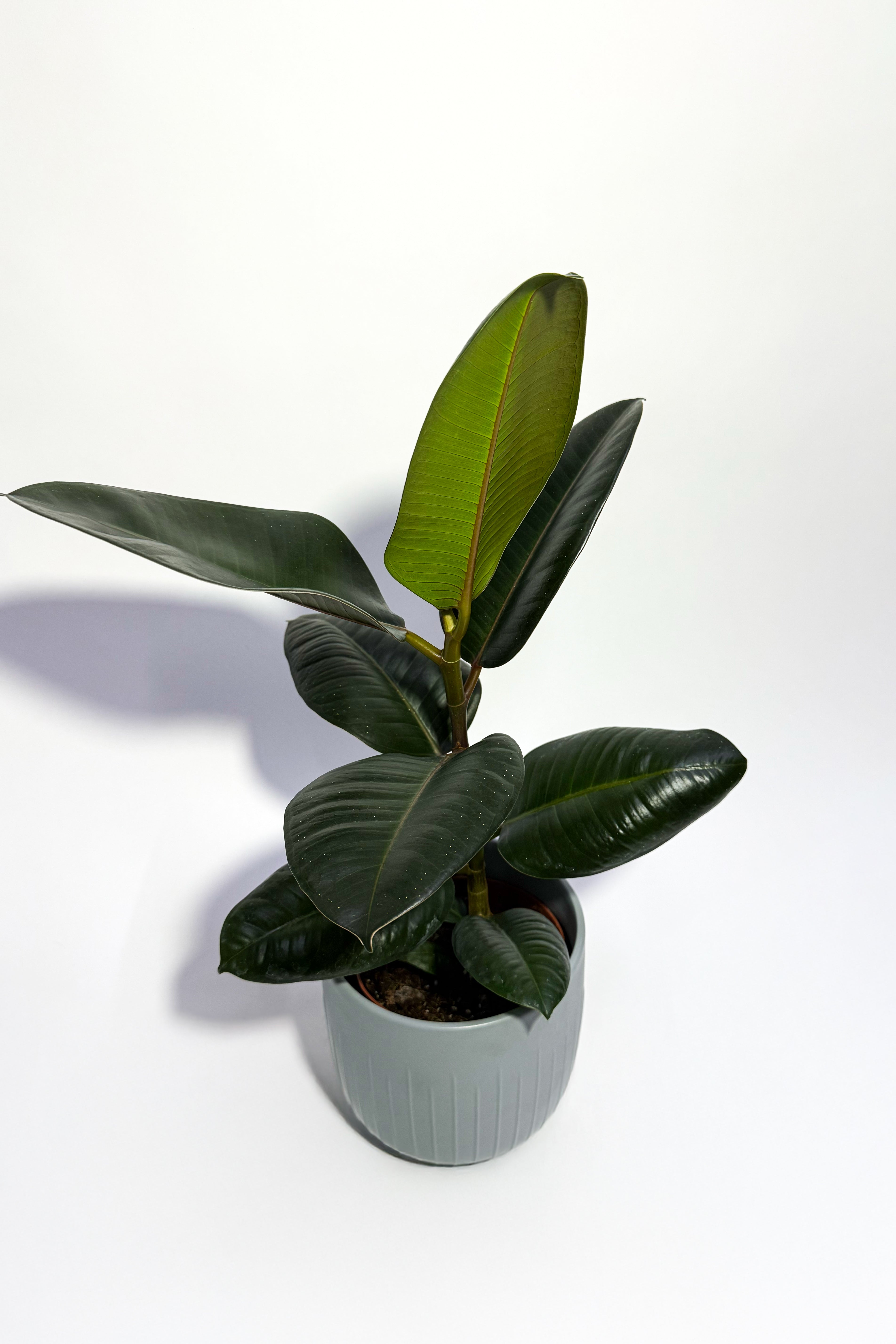 Rubber Plant "Ficus Elastica" (Pot Not Included)