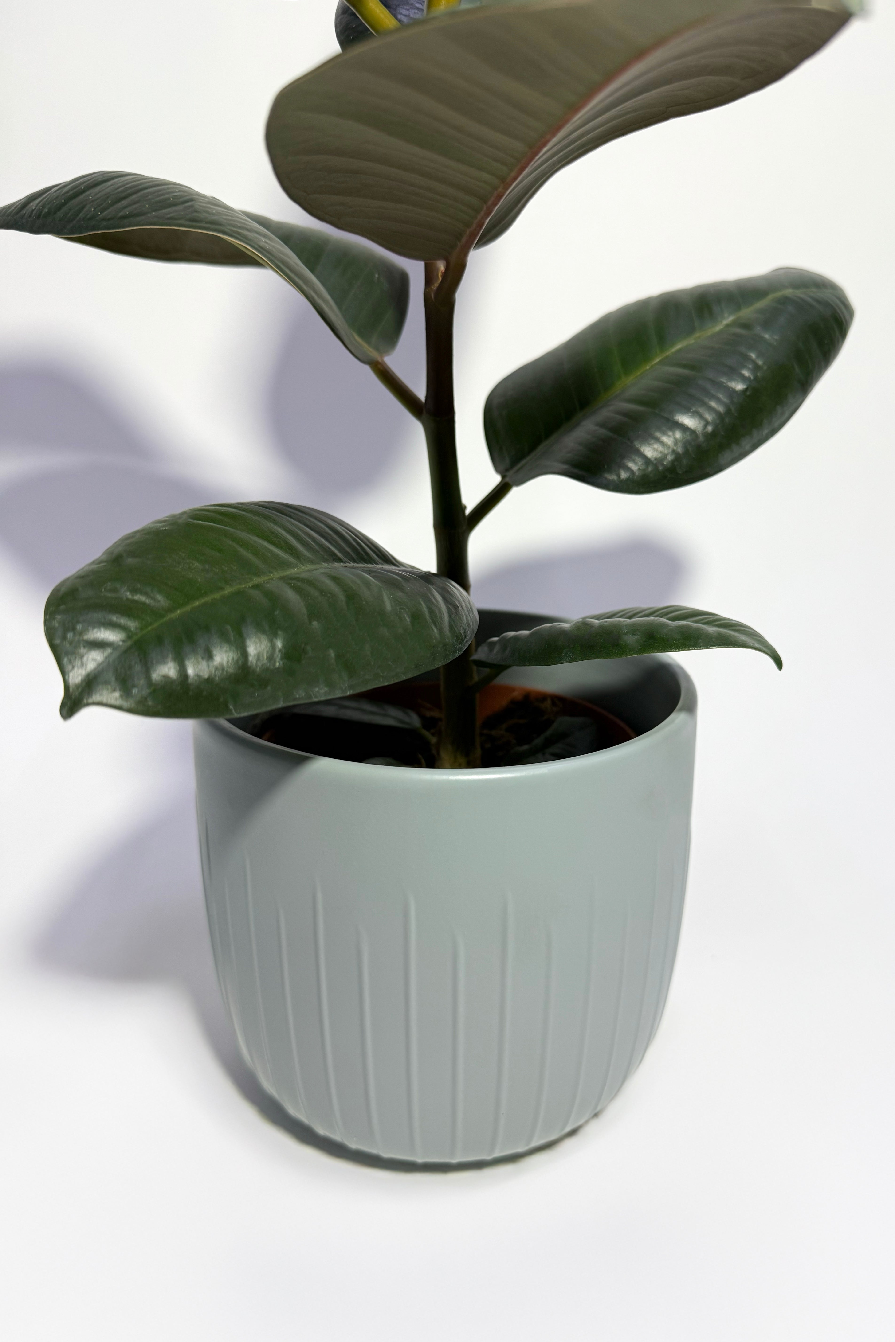 Rubber Plant "Ficus Elastica" (Pot Not Included)
