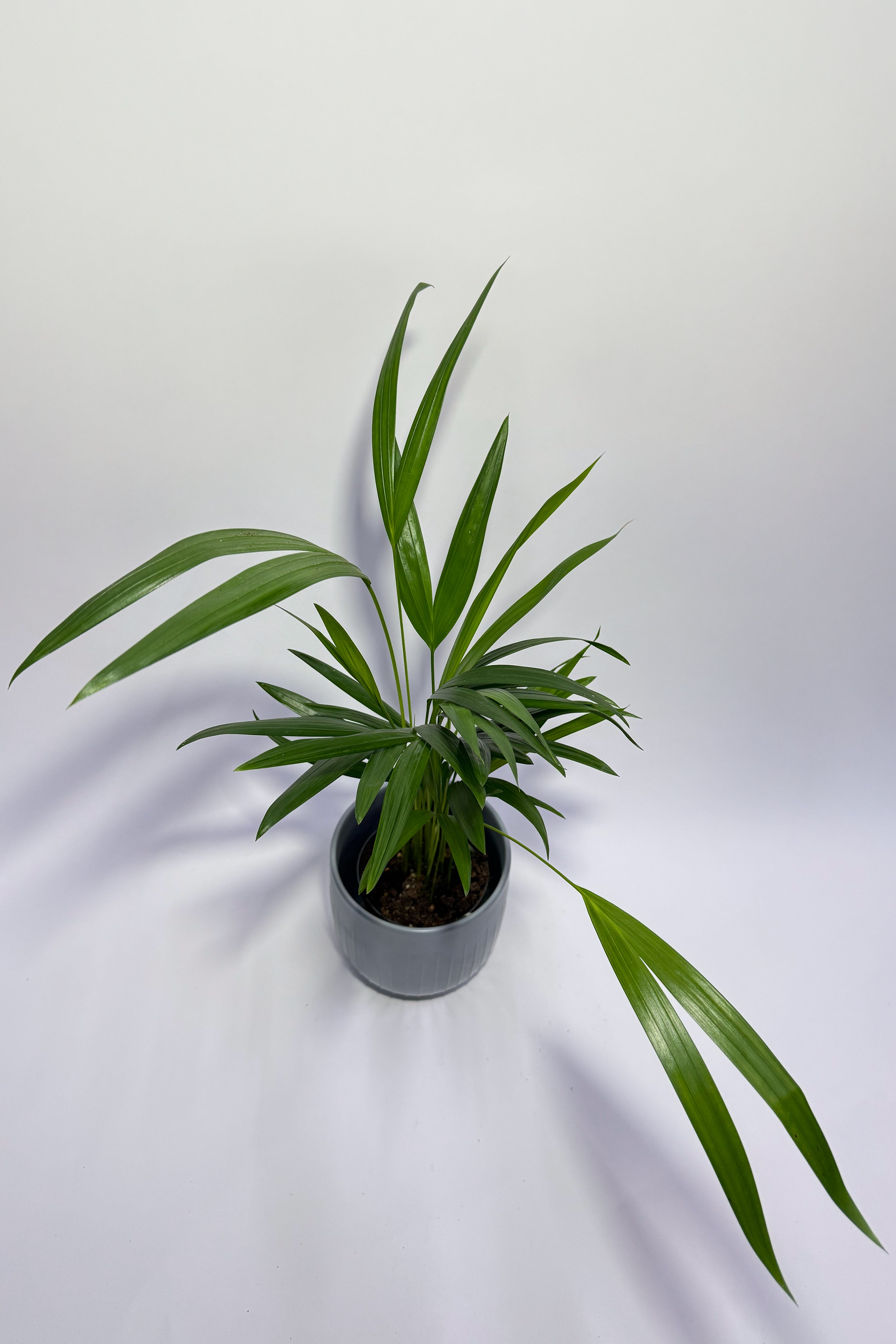 Areca Palm "Dypsis Lutescens" (Pot Not Included)