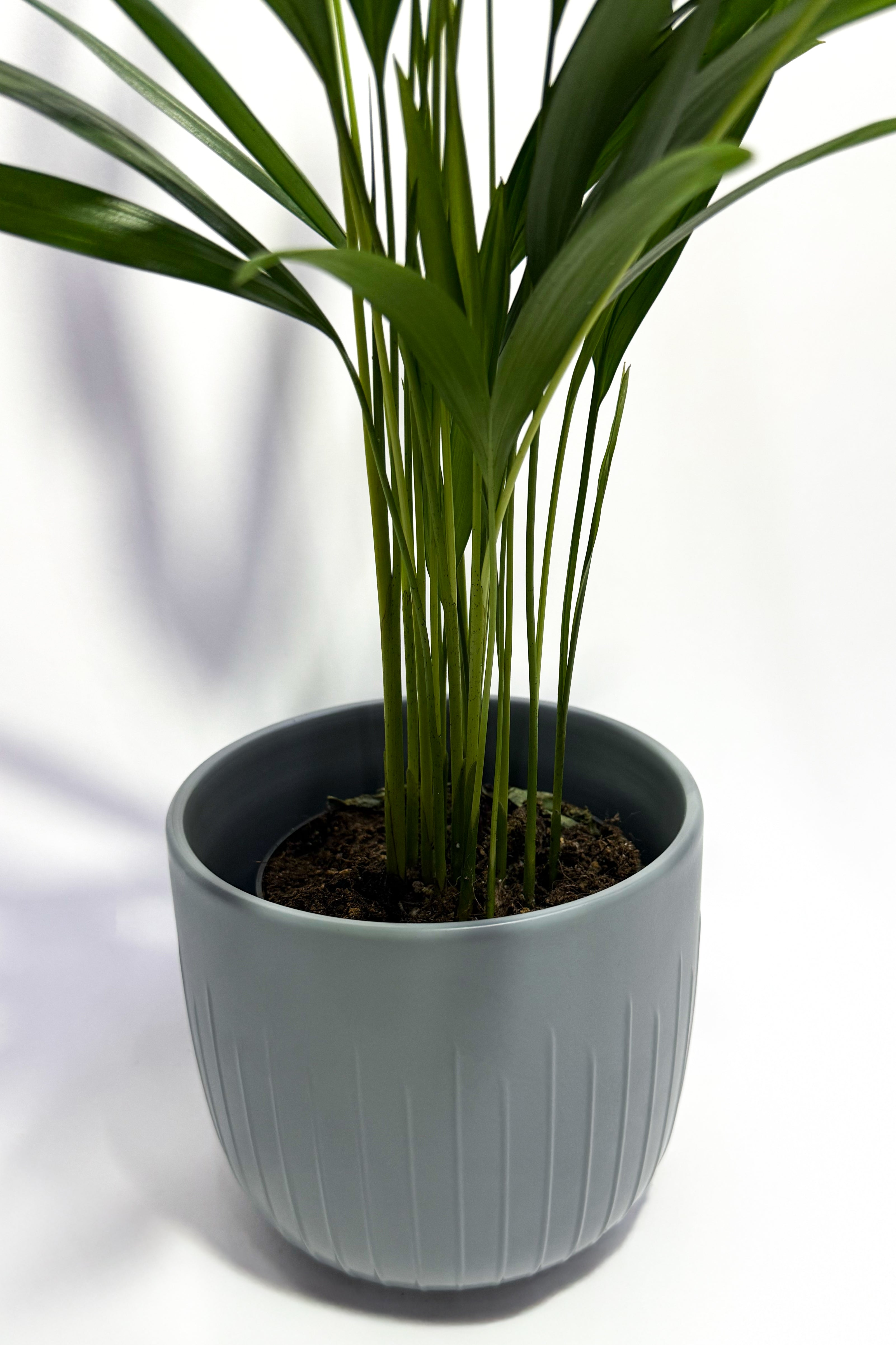 Areca Palm "Dypsis Lutescens" (Pot Not Included)