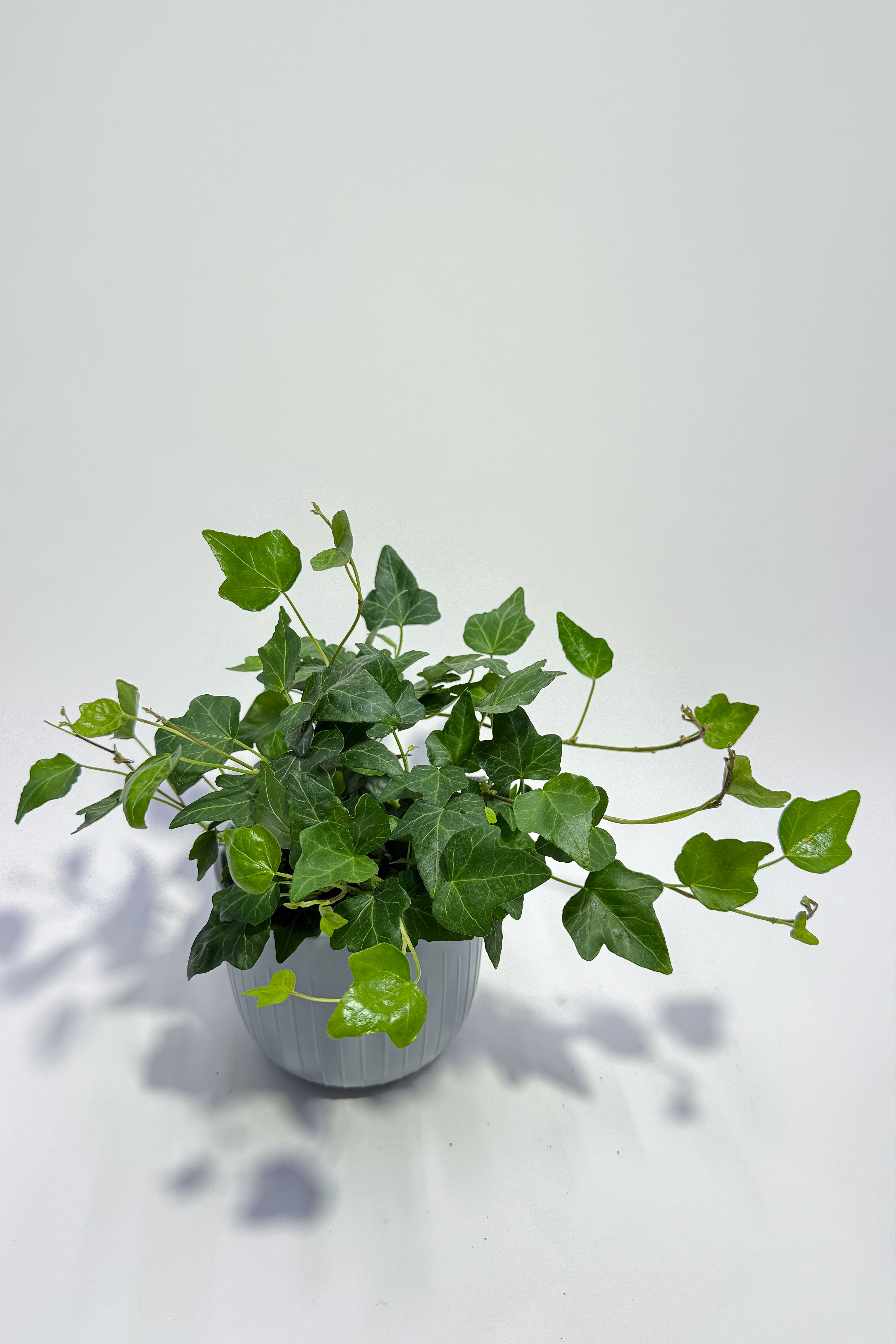 Hedera "English Ivy" (Pot Not Included)