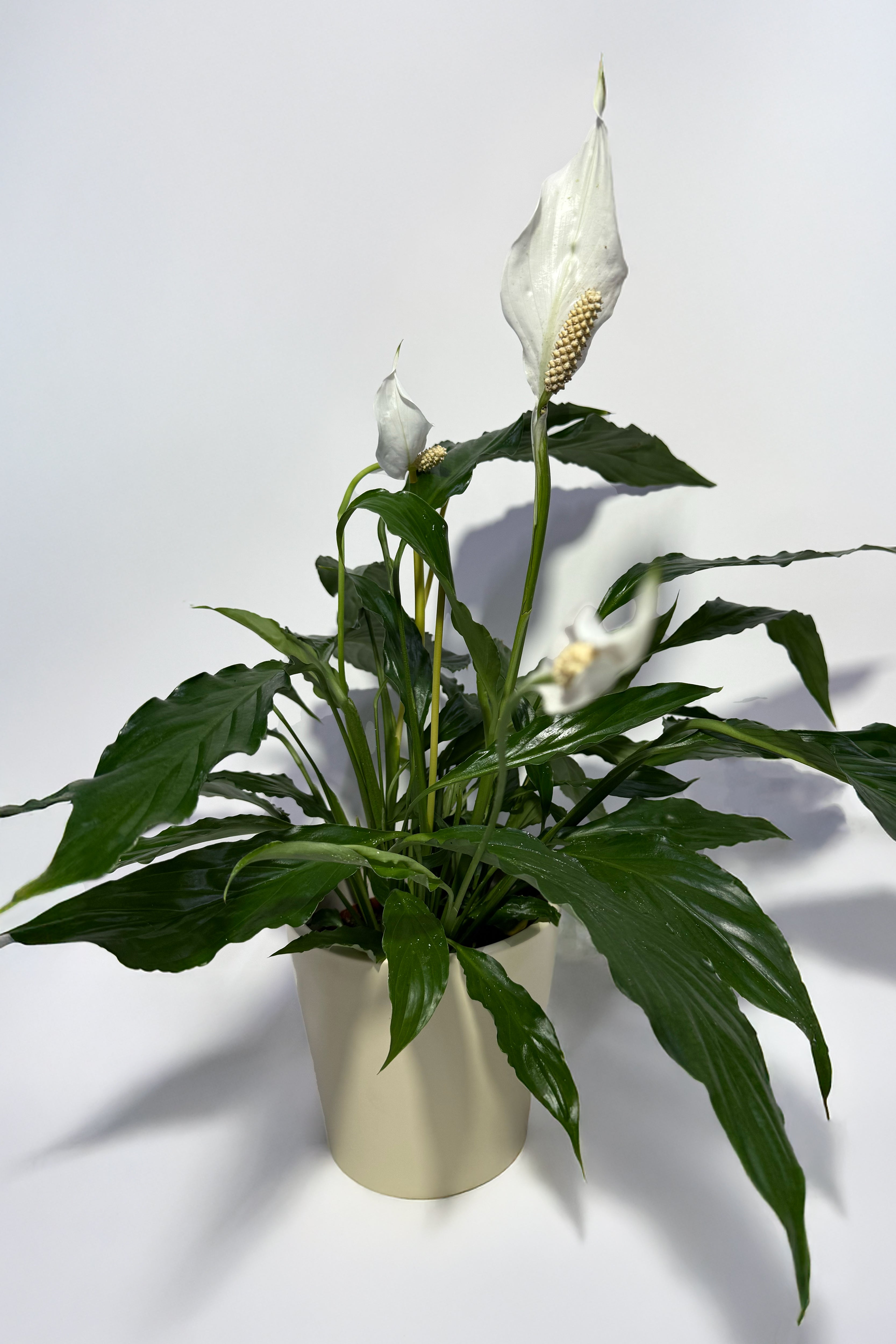 Spathiphyllum "Peace Lily" (Pot Not Included)