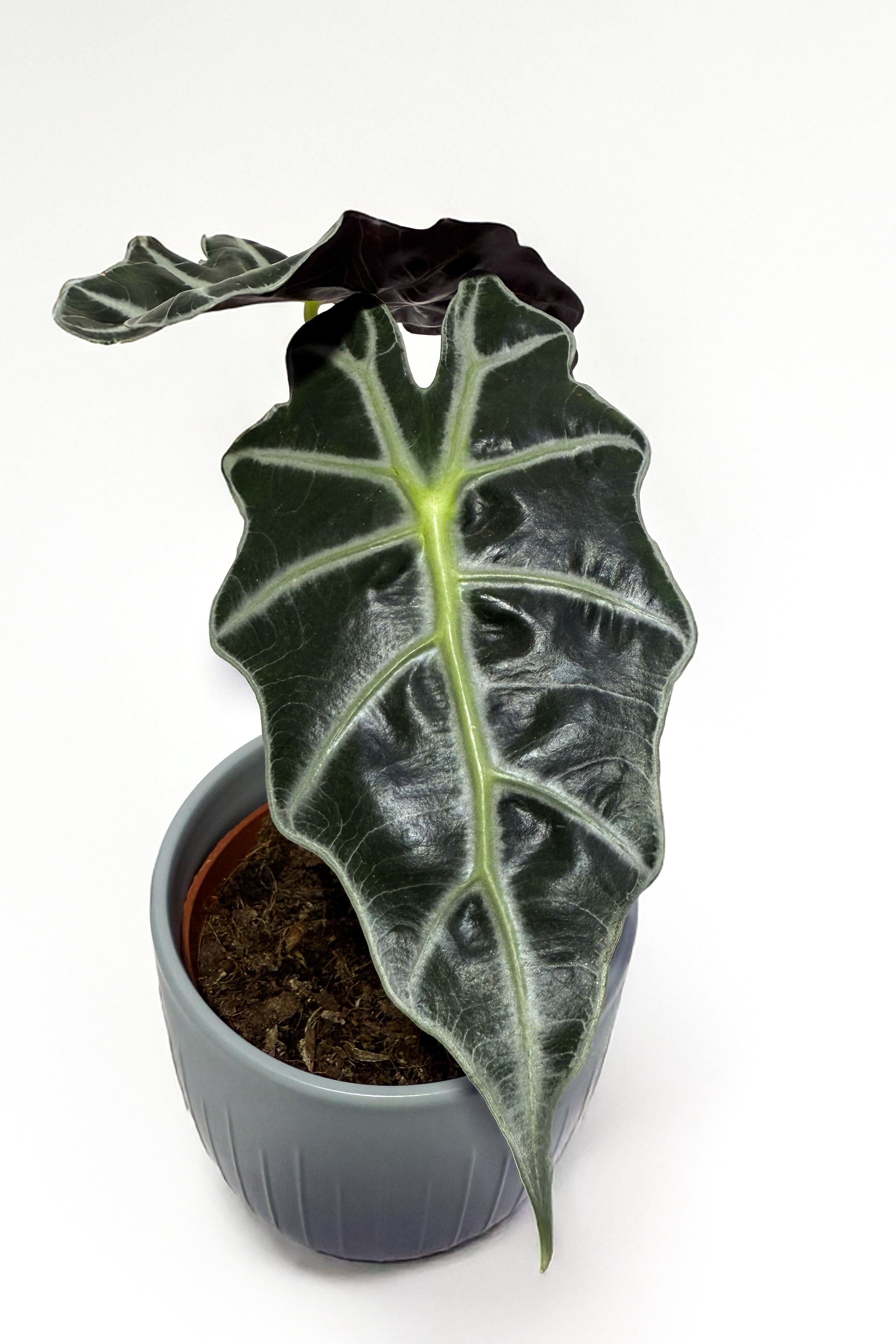 Alocasia Plant "African Mask Plant" With Pot