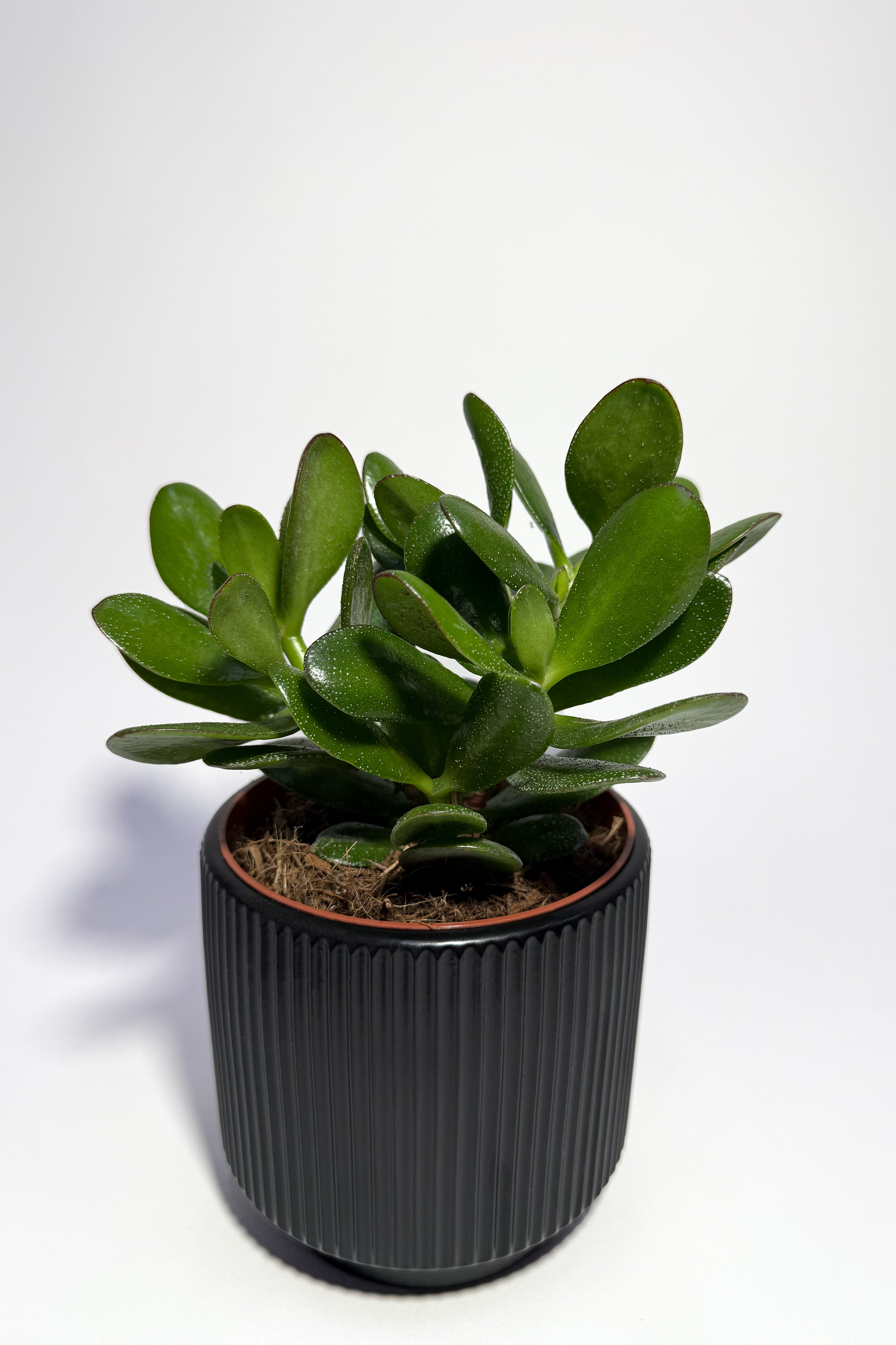 Crassula Mini Plant "Jade Plant" With Pot