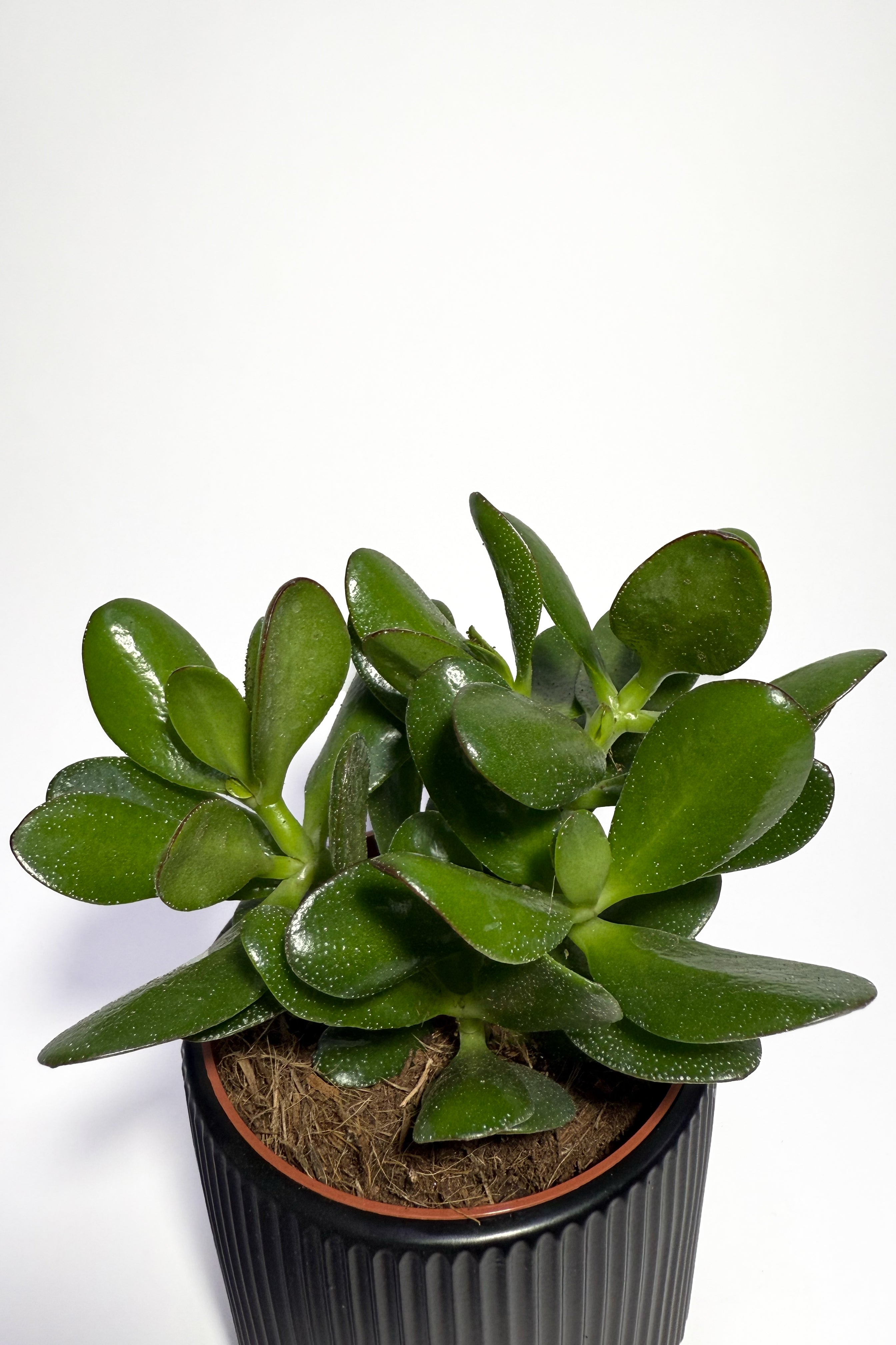 Crassula Mini Plant "Jade Plant" With Pot