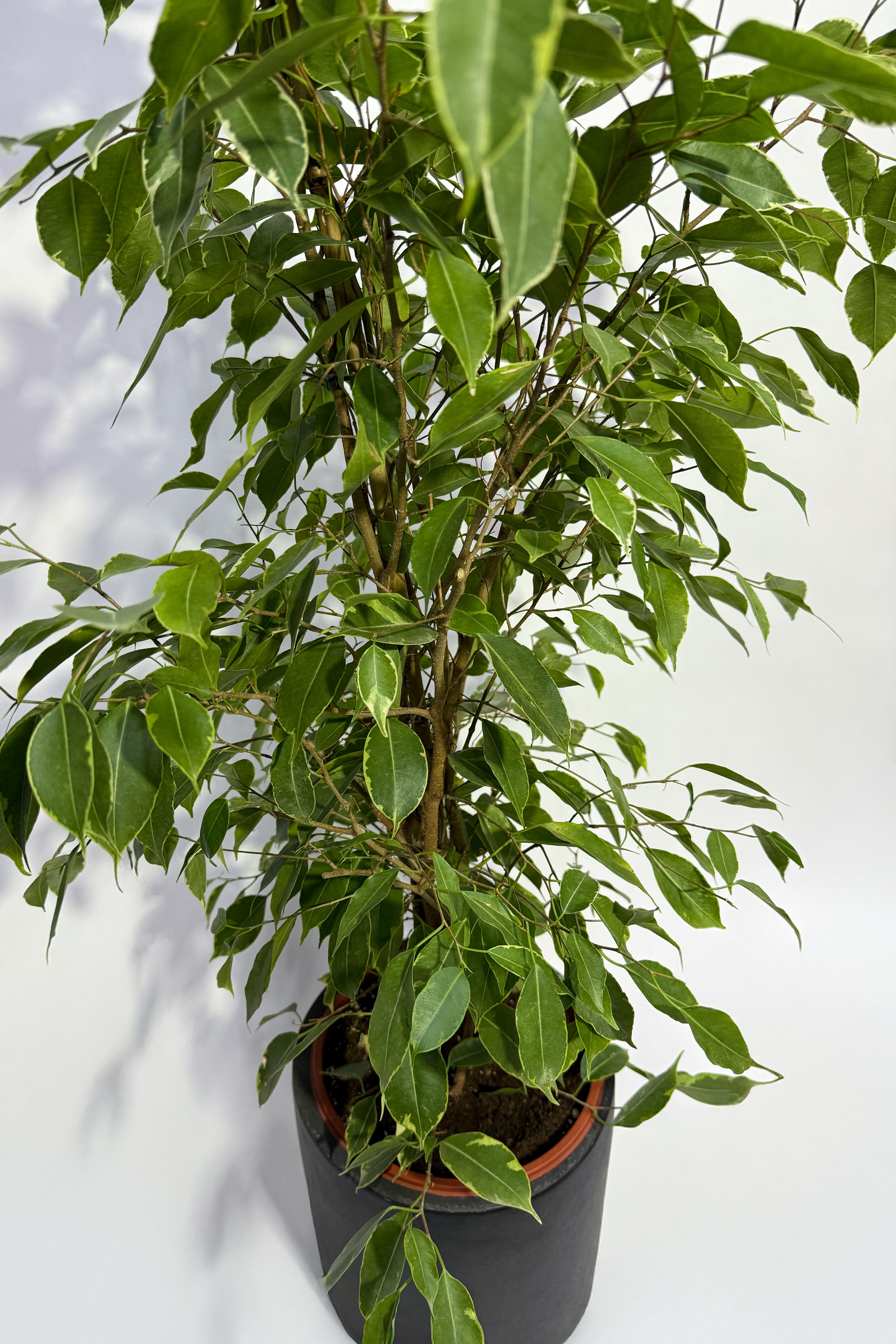Ficus Plant (Pot Not Included)