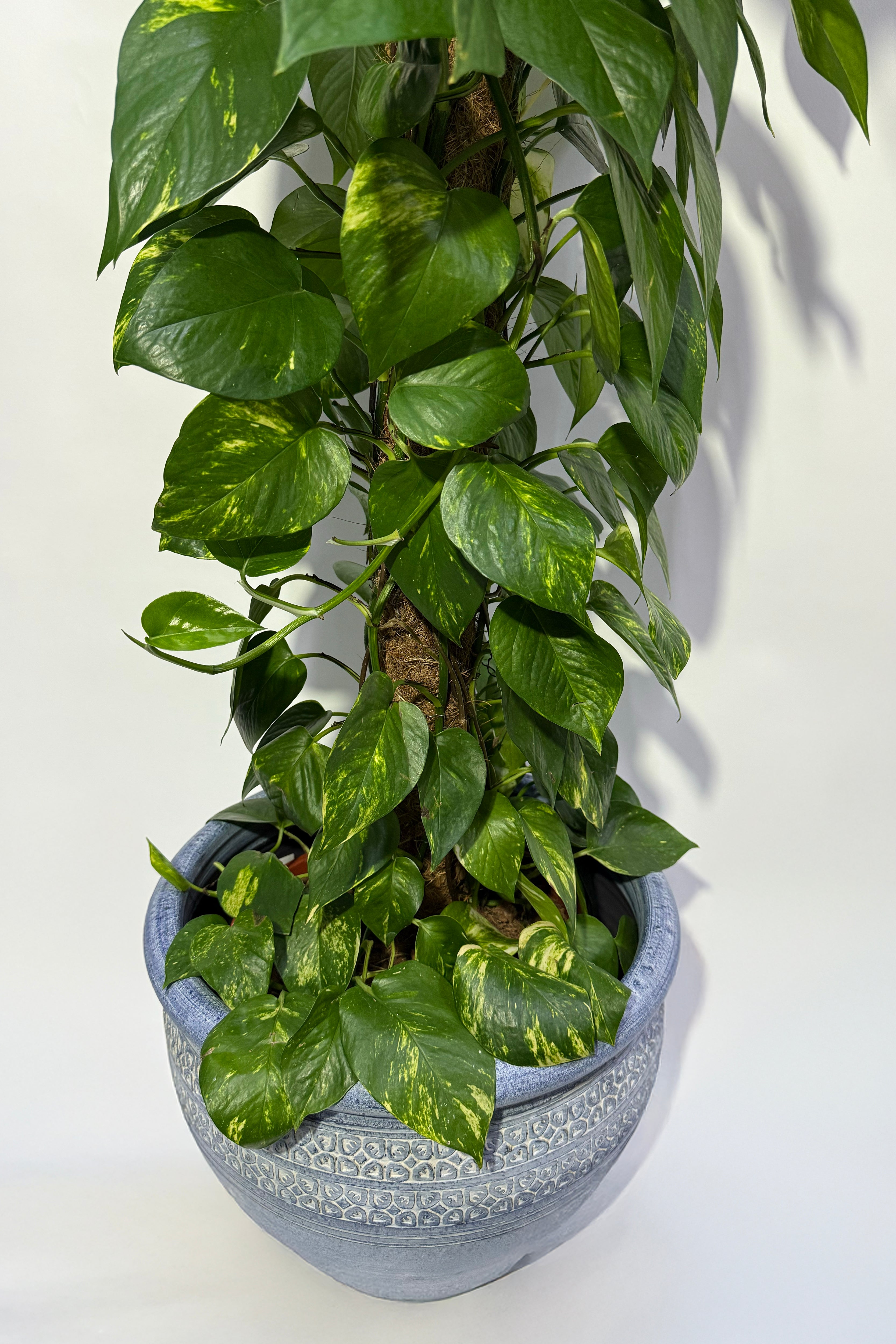 Money Plant (Pot Not Included)