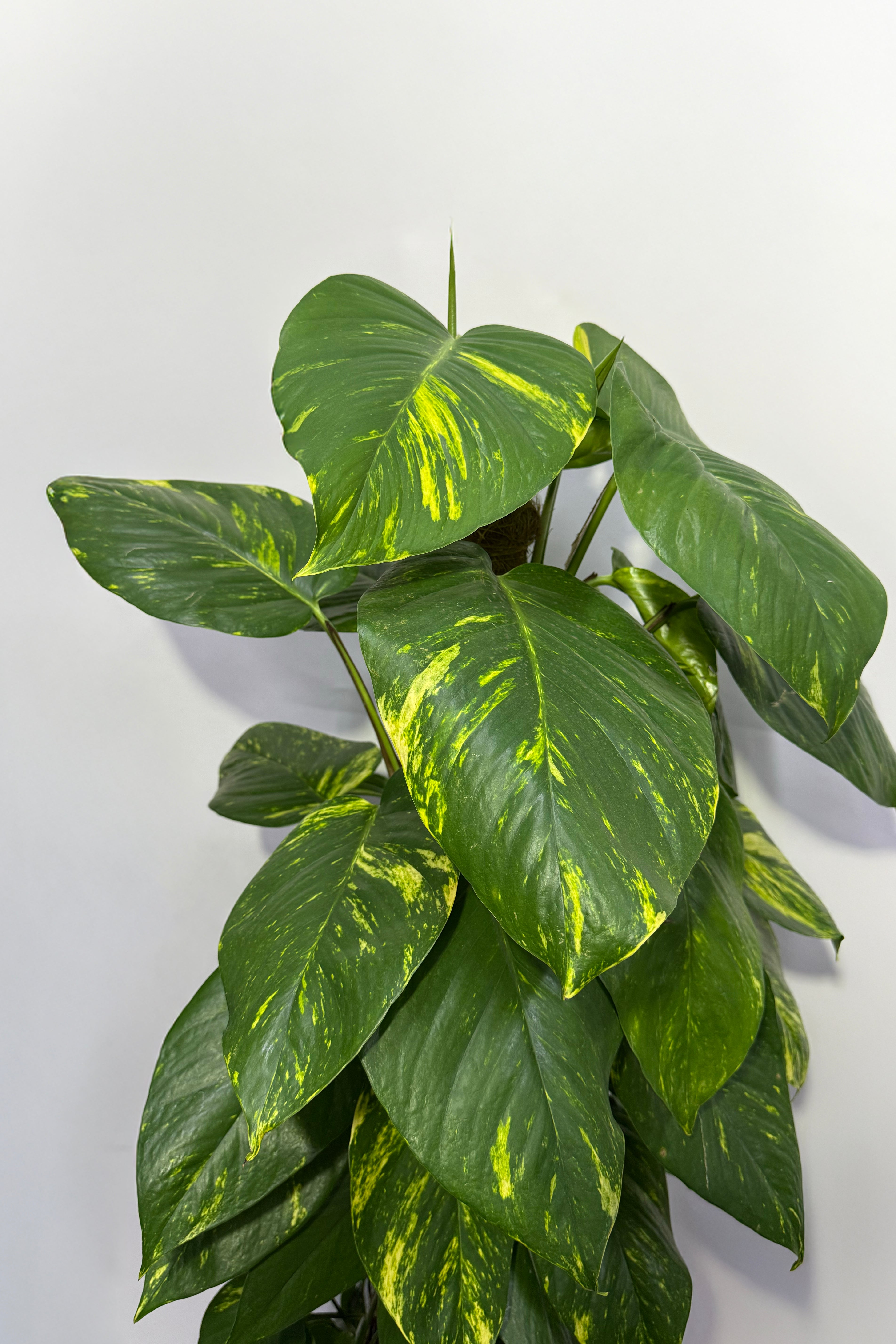 Money Plant (Pot Not Included)