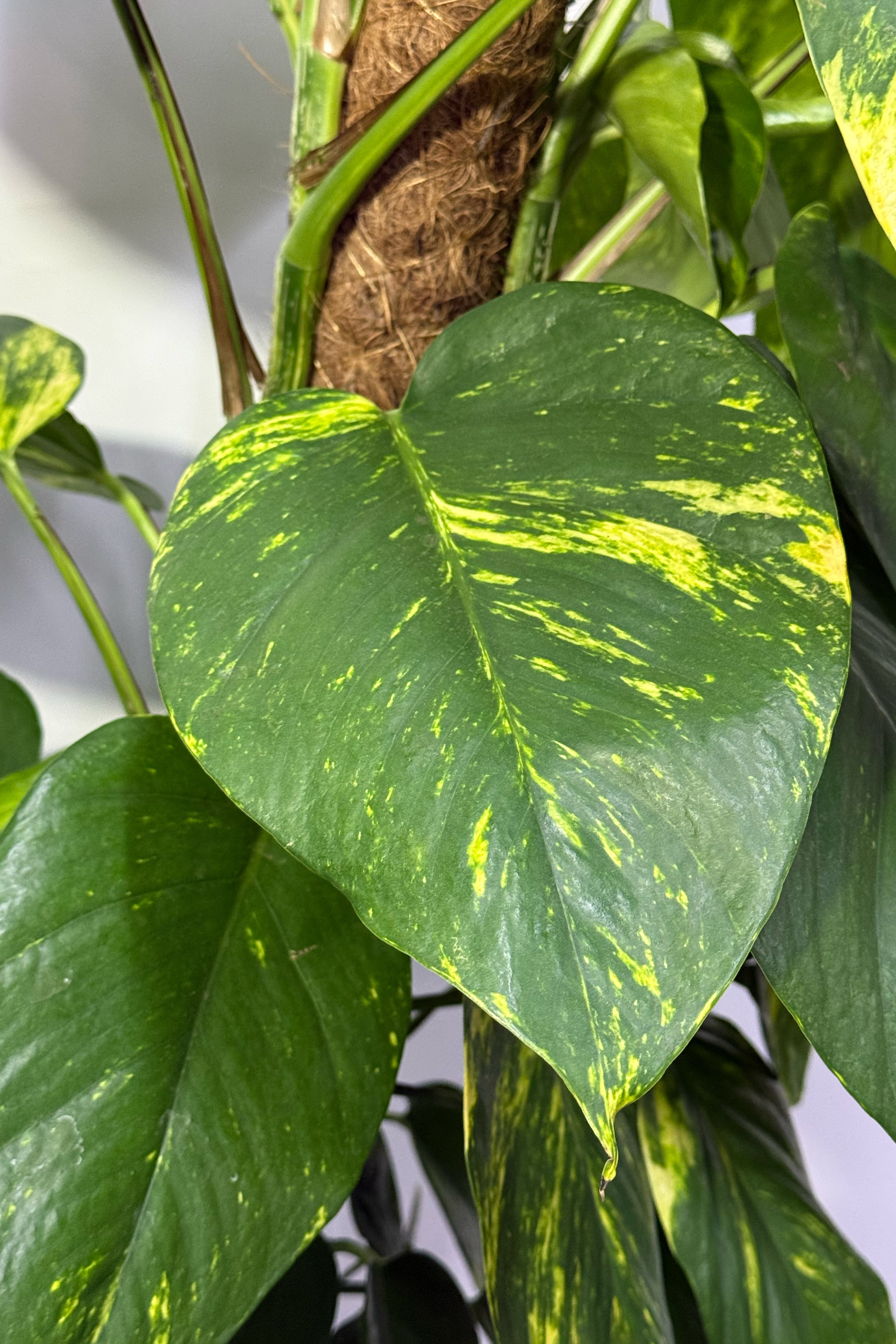 Money Plant (Pot Not Included)