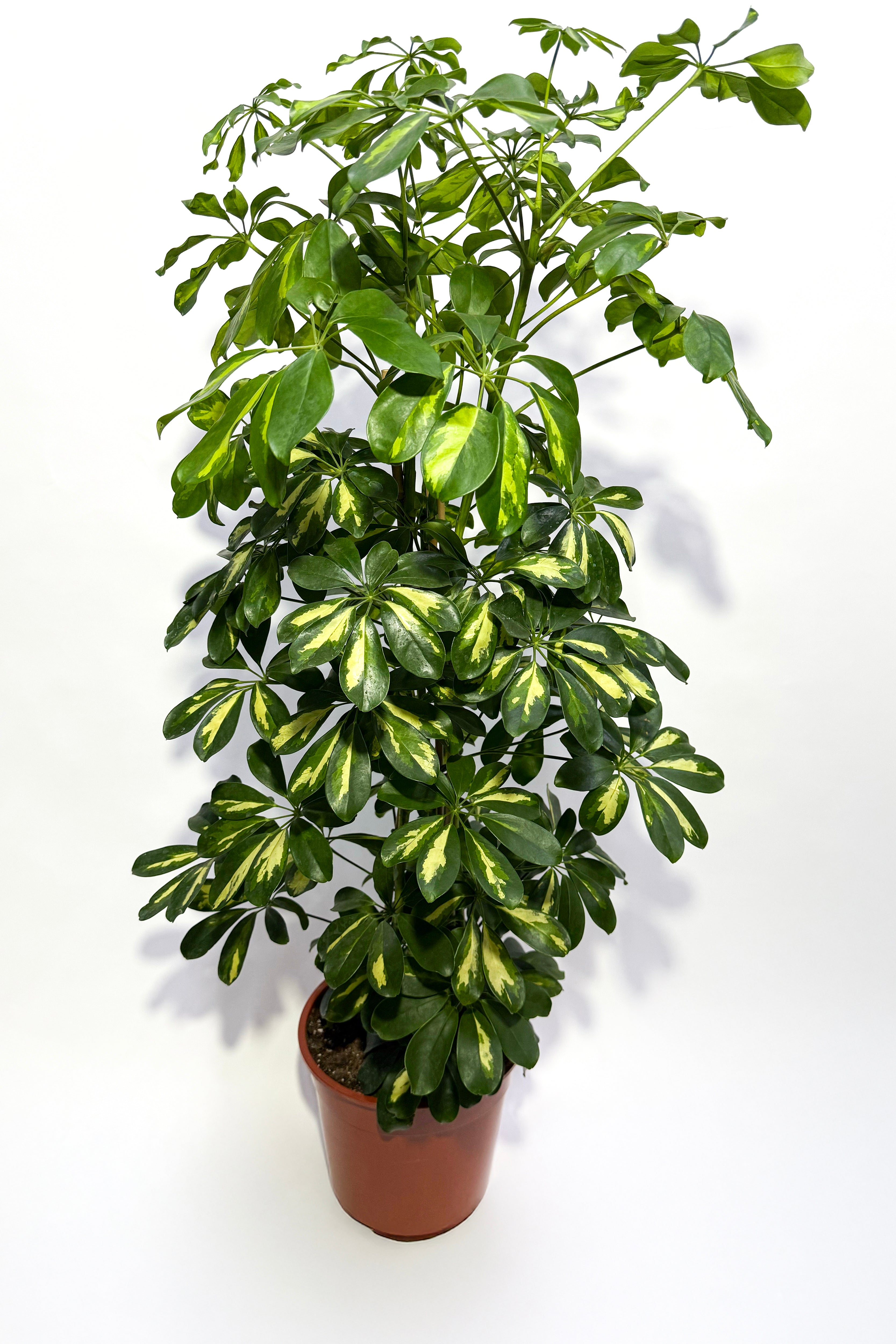 Schefflera Plant (Pot Not Included)