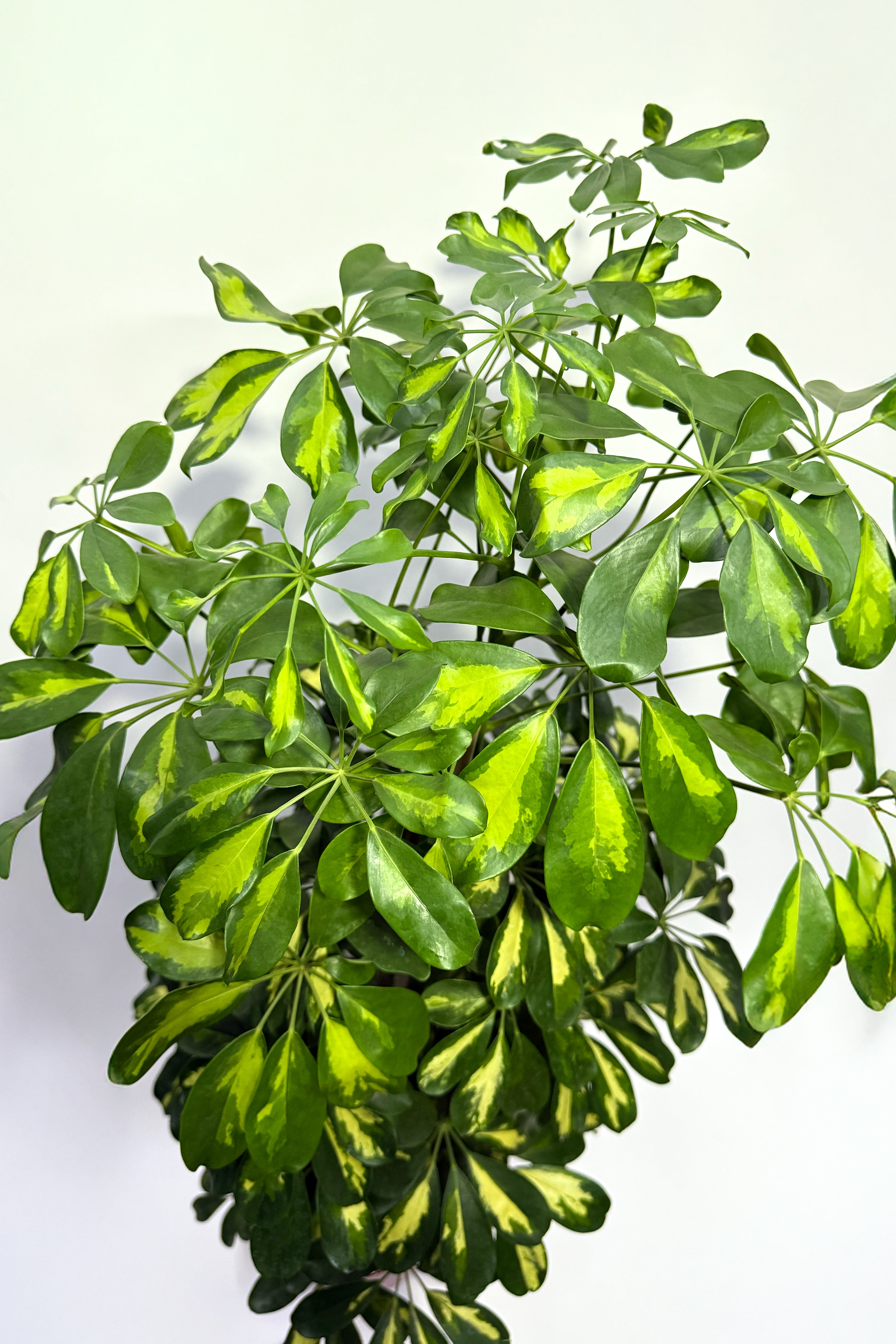Schefflera Plant (Pot Not Included)