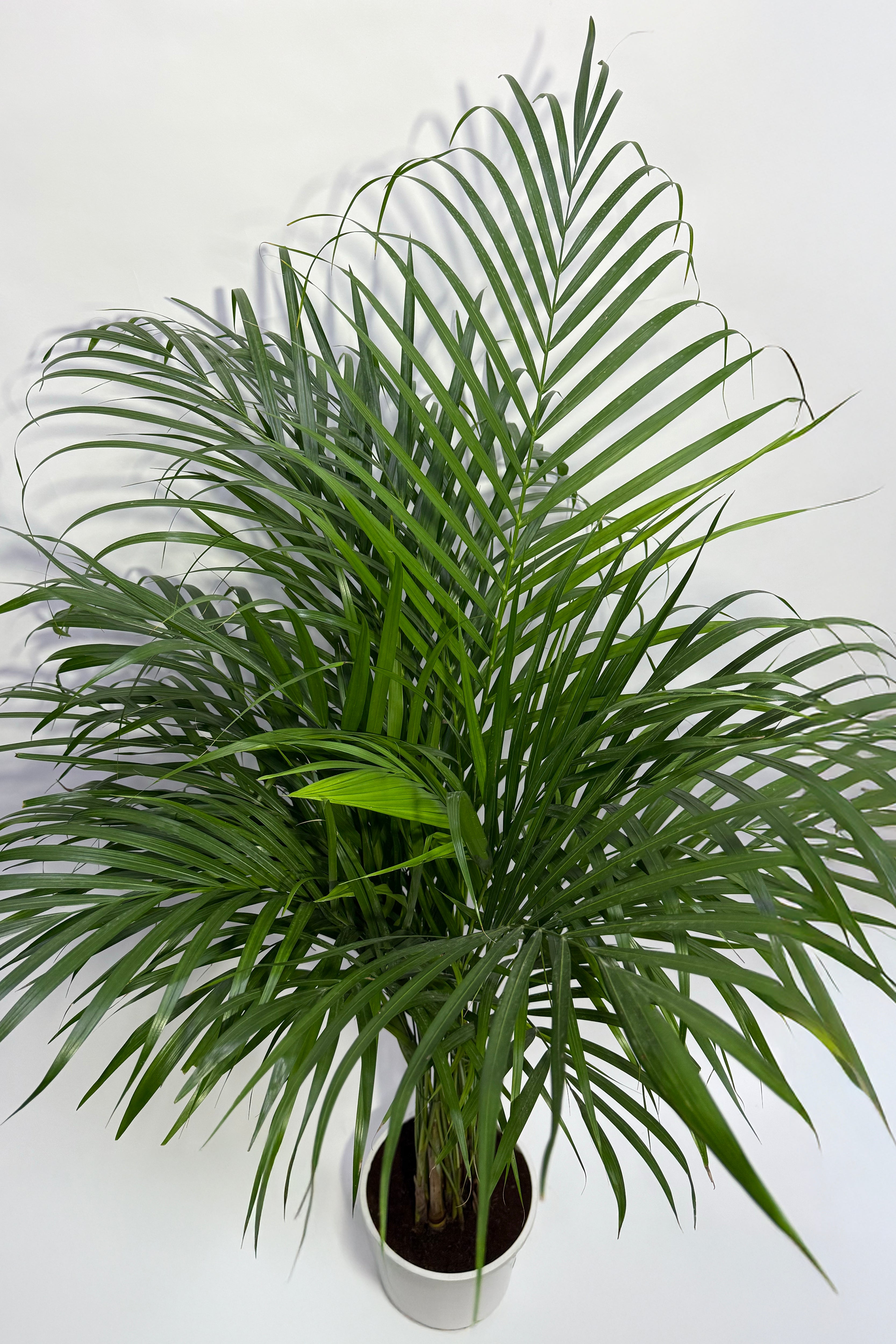 Areca Palm (Pot Not Included)