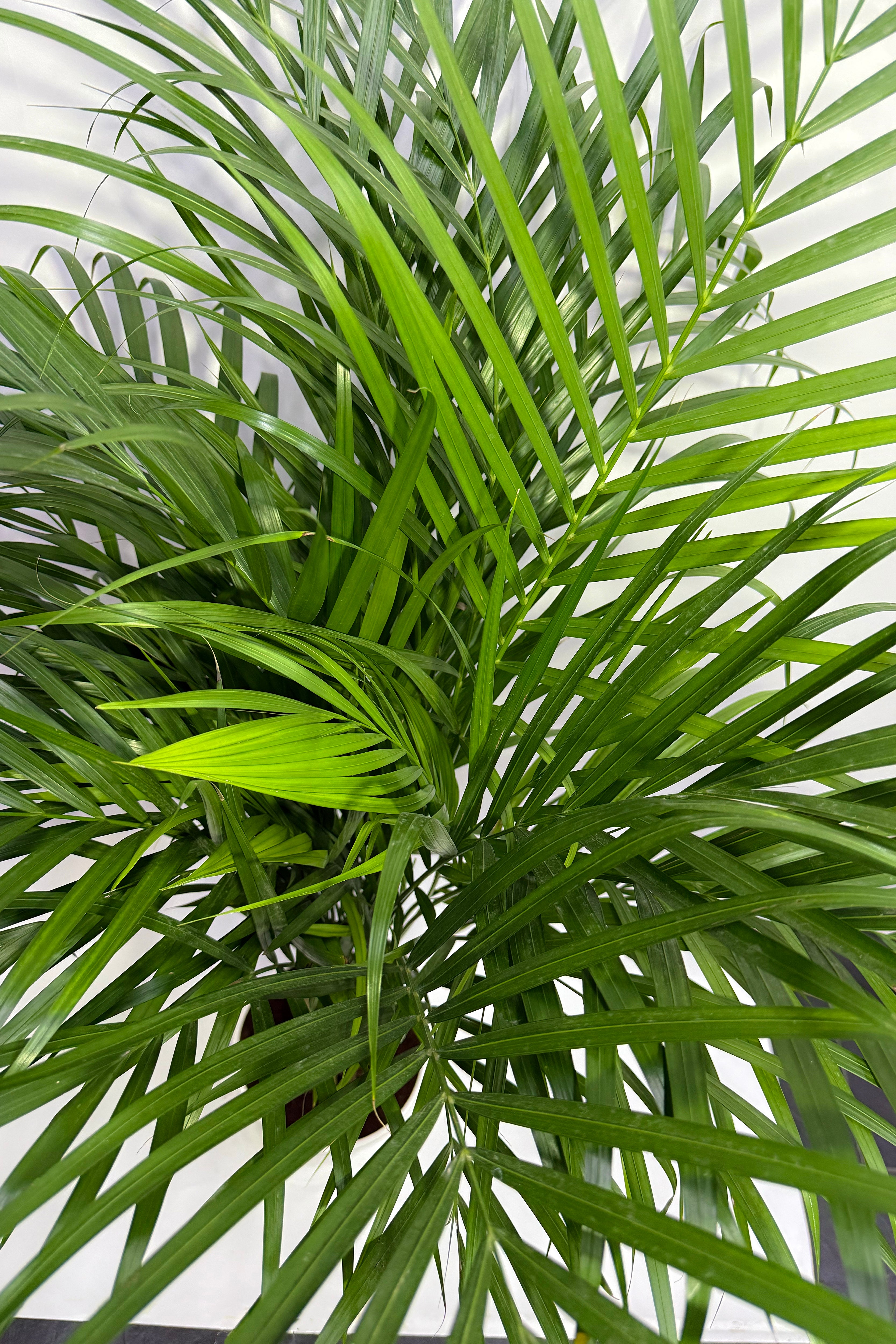 Areca Palm (Pot Not Included)