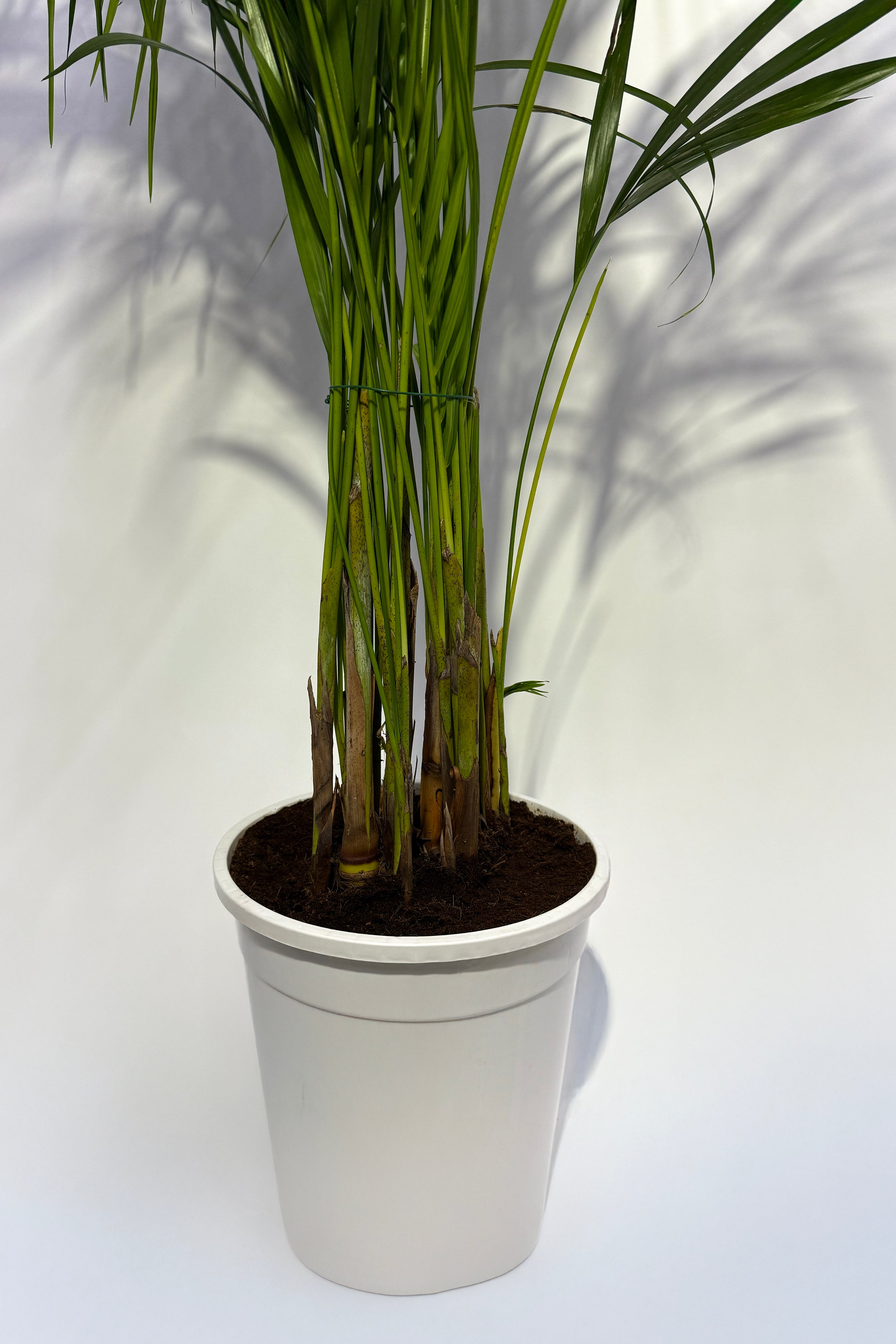 Areca Palm (Pot Not Included)