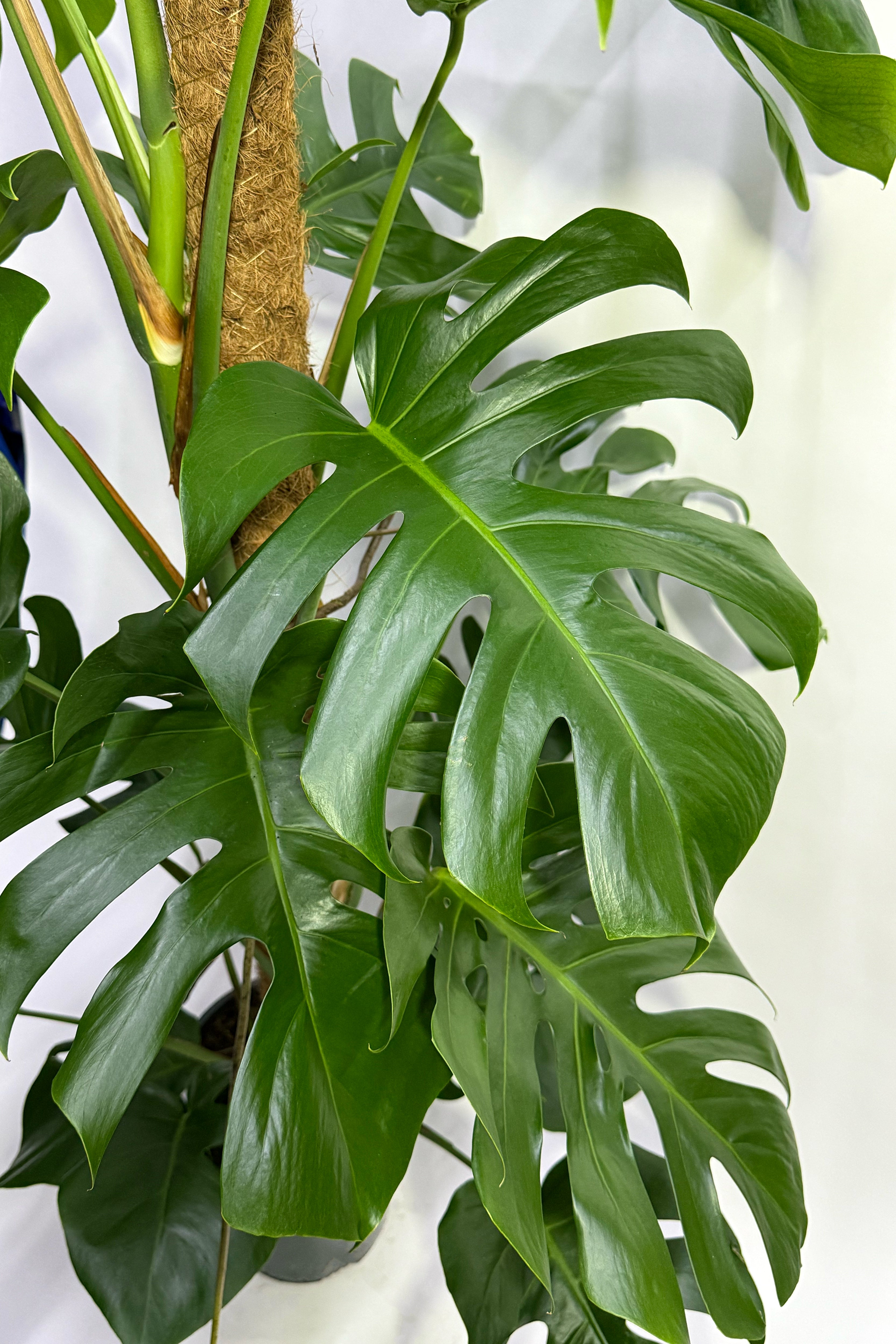 Monstera Plant - 100CM (Pot Not Included)