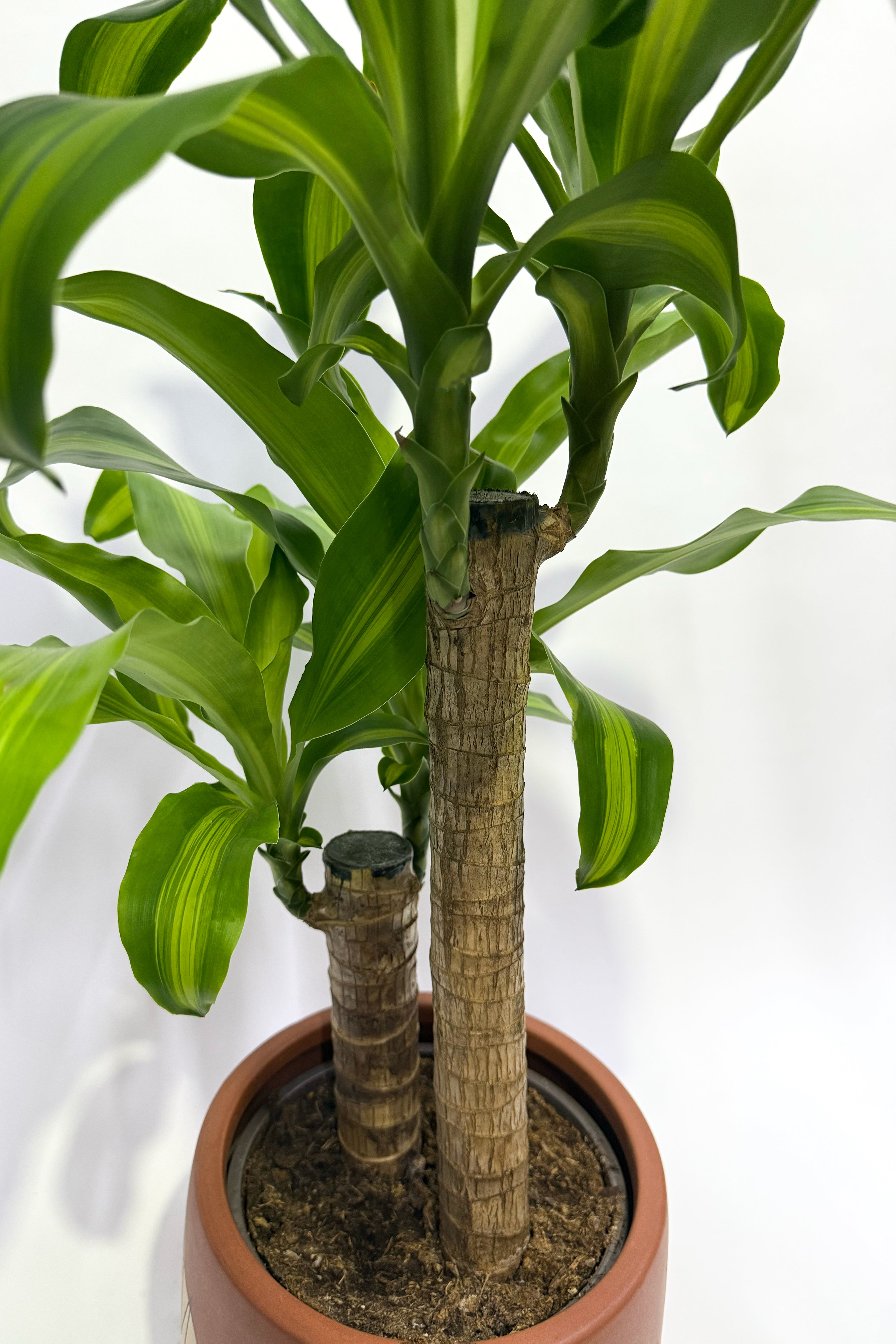 Dracaena Massangeana "Corn Plant" (Pot Not Included)