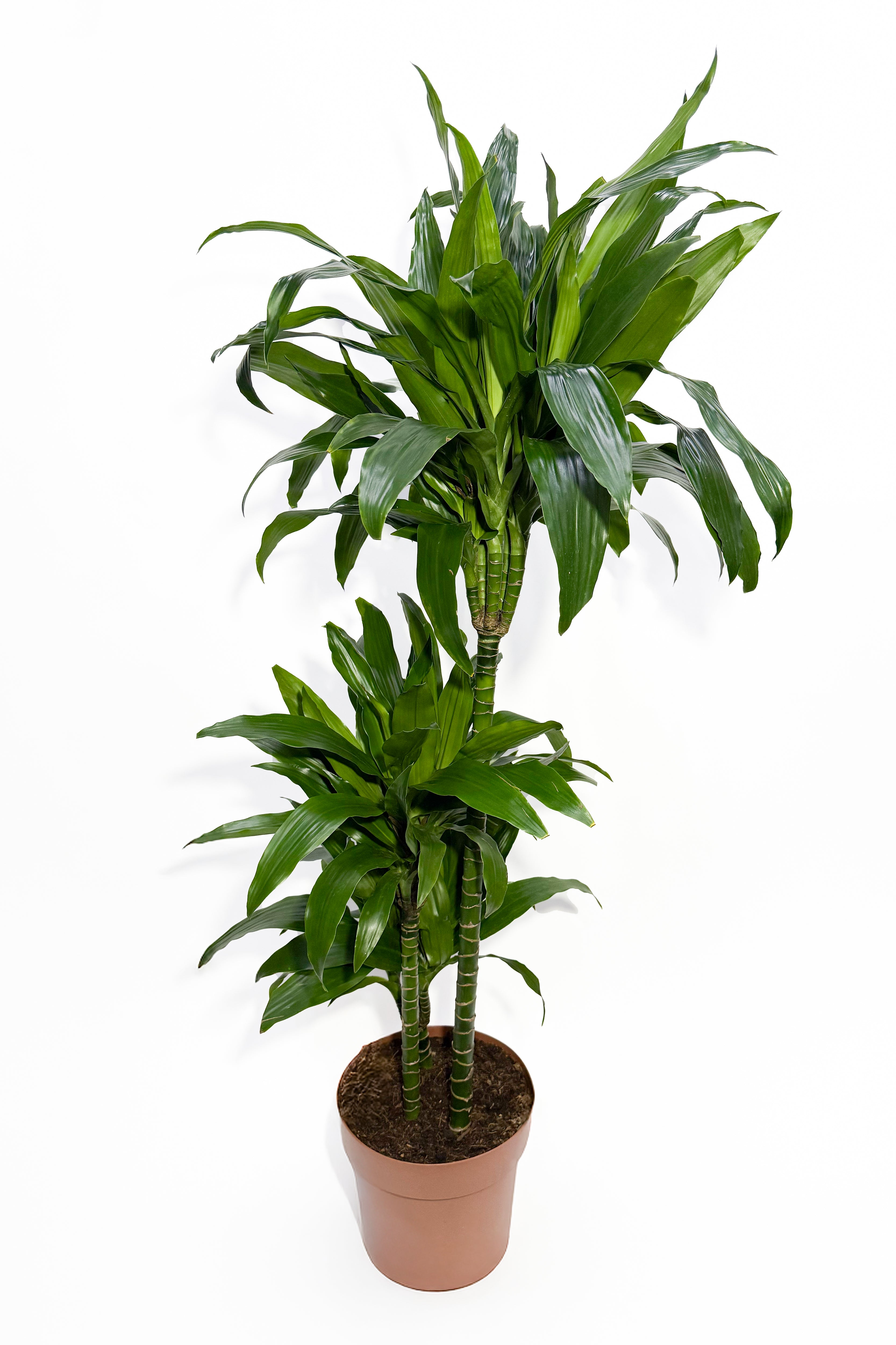Dracaena Janet "Janet Craig" (Pot Not Included)