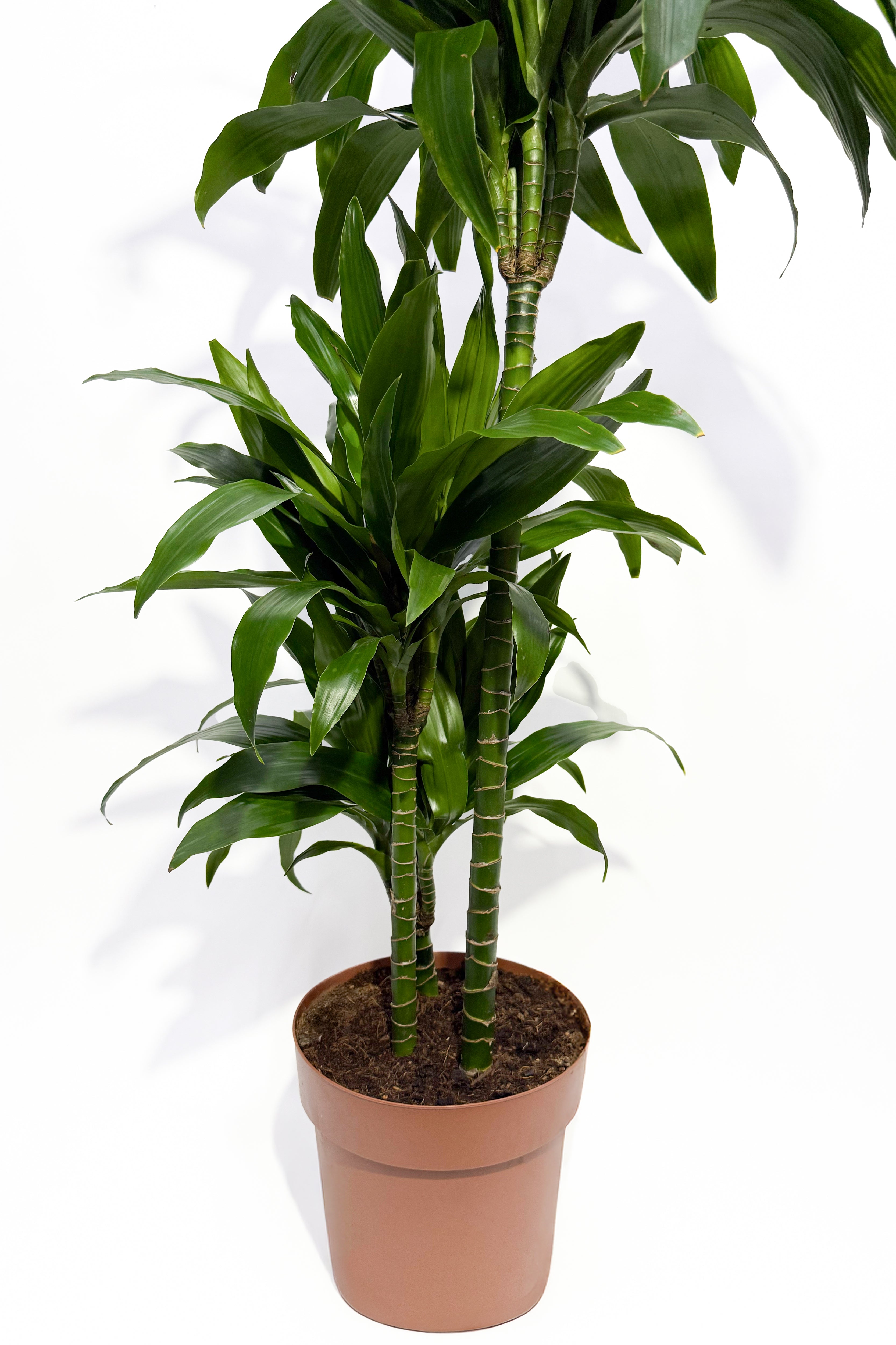 Dracaena Janet "Janet Craig" (Pot Not Included)