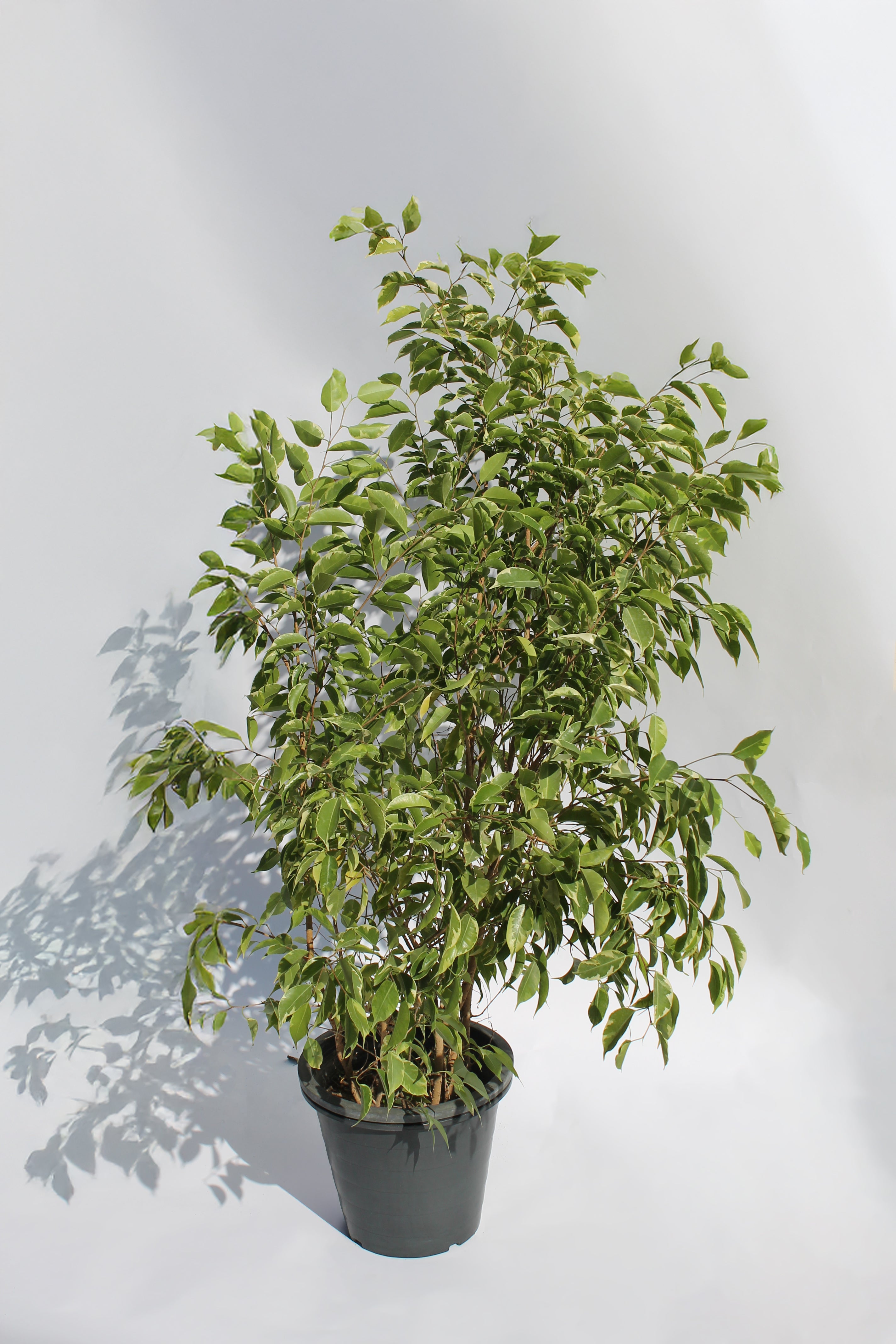 Lush Ficus Benjamina
