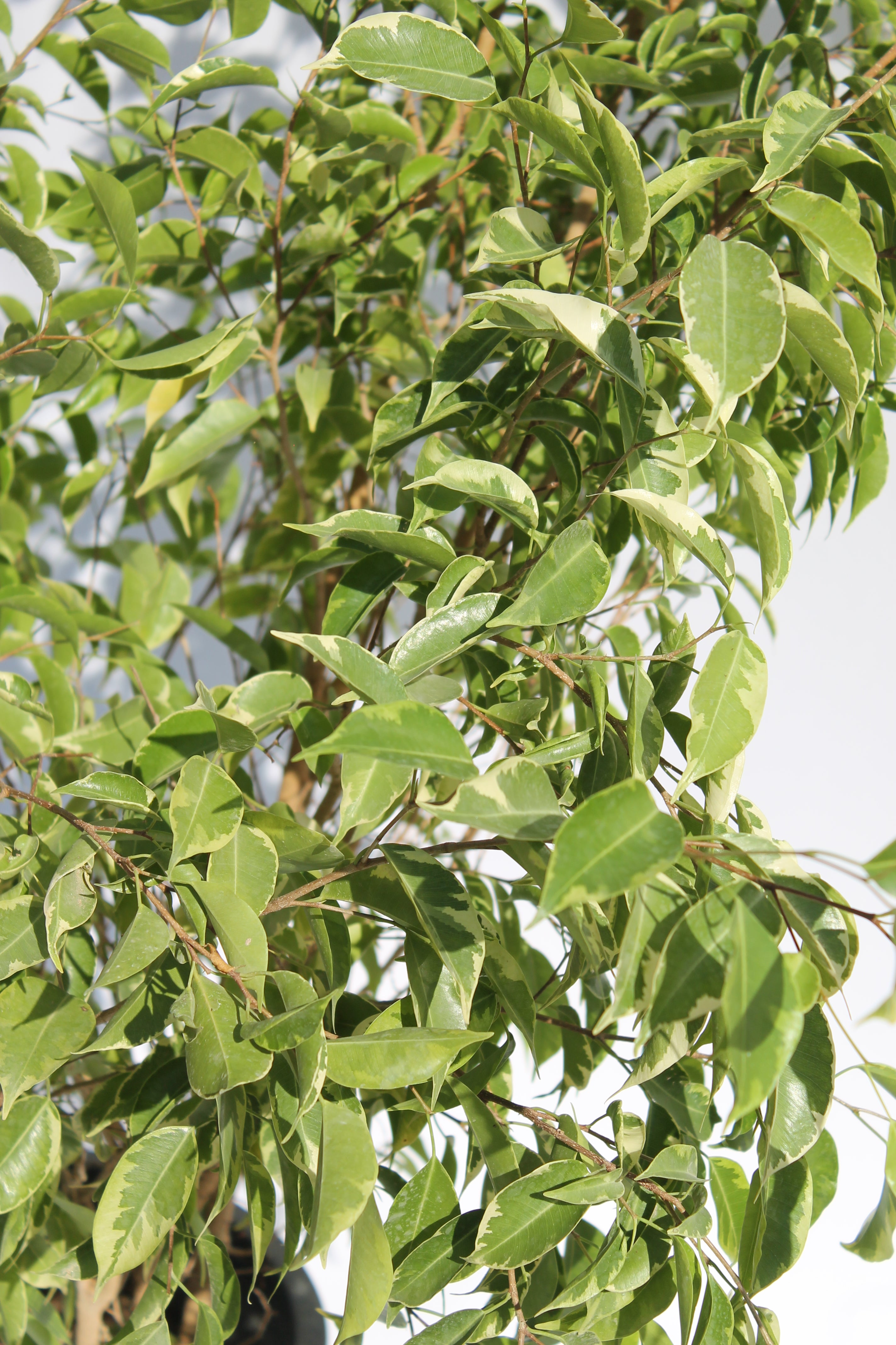 Lush Ficus Benjamina