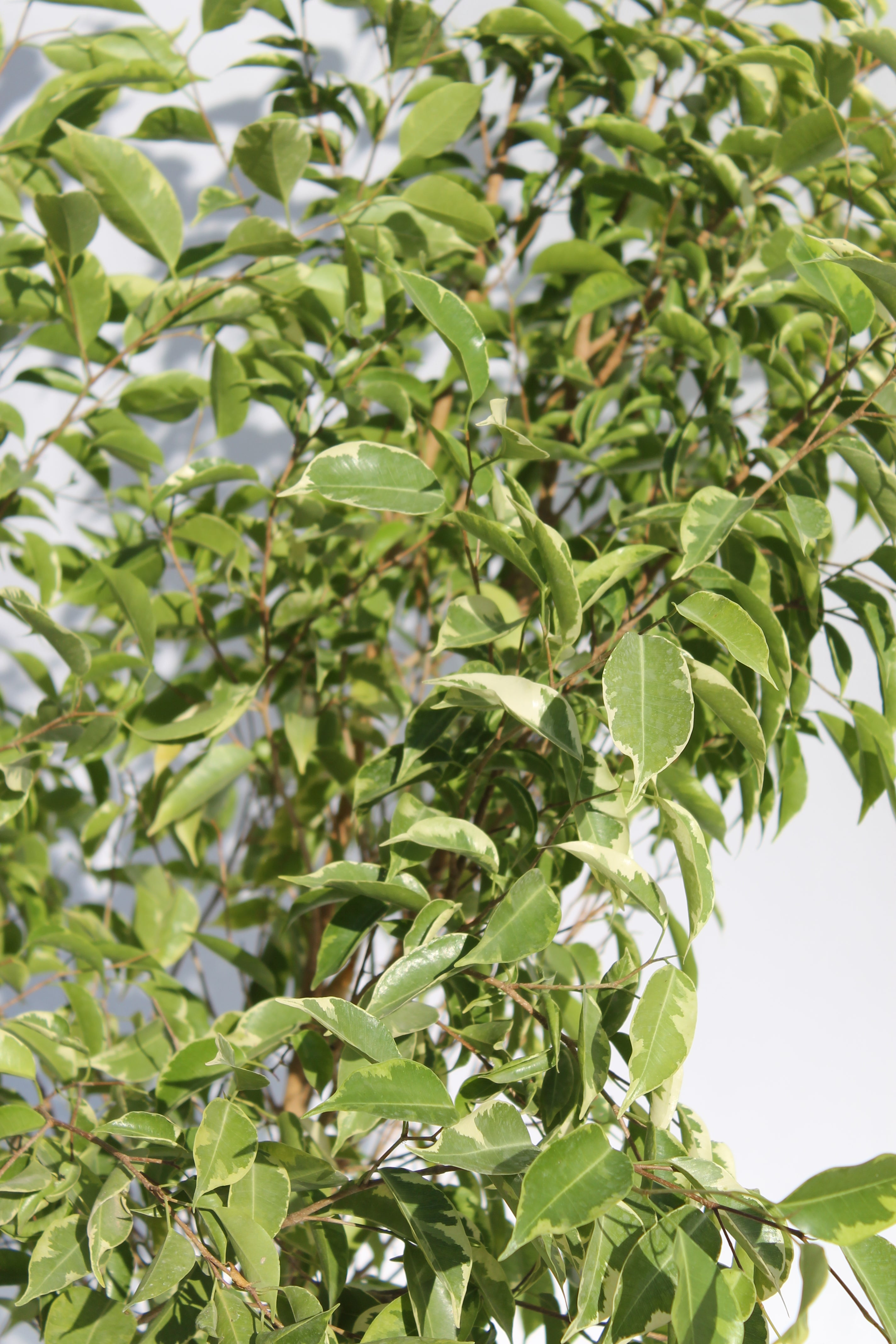 Lush Ficus Benjamina