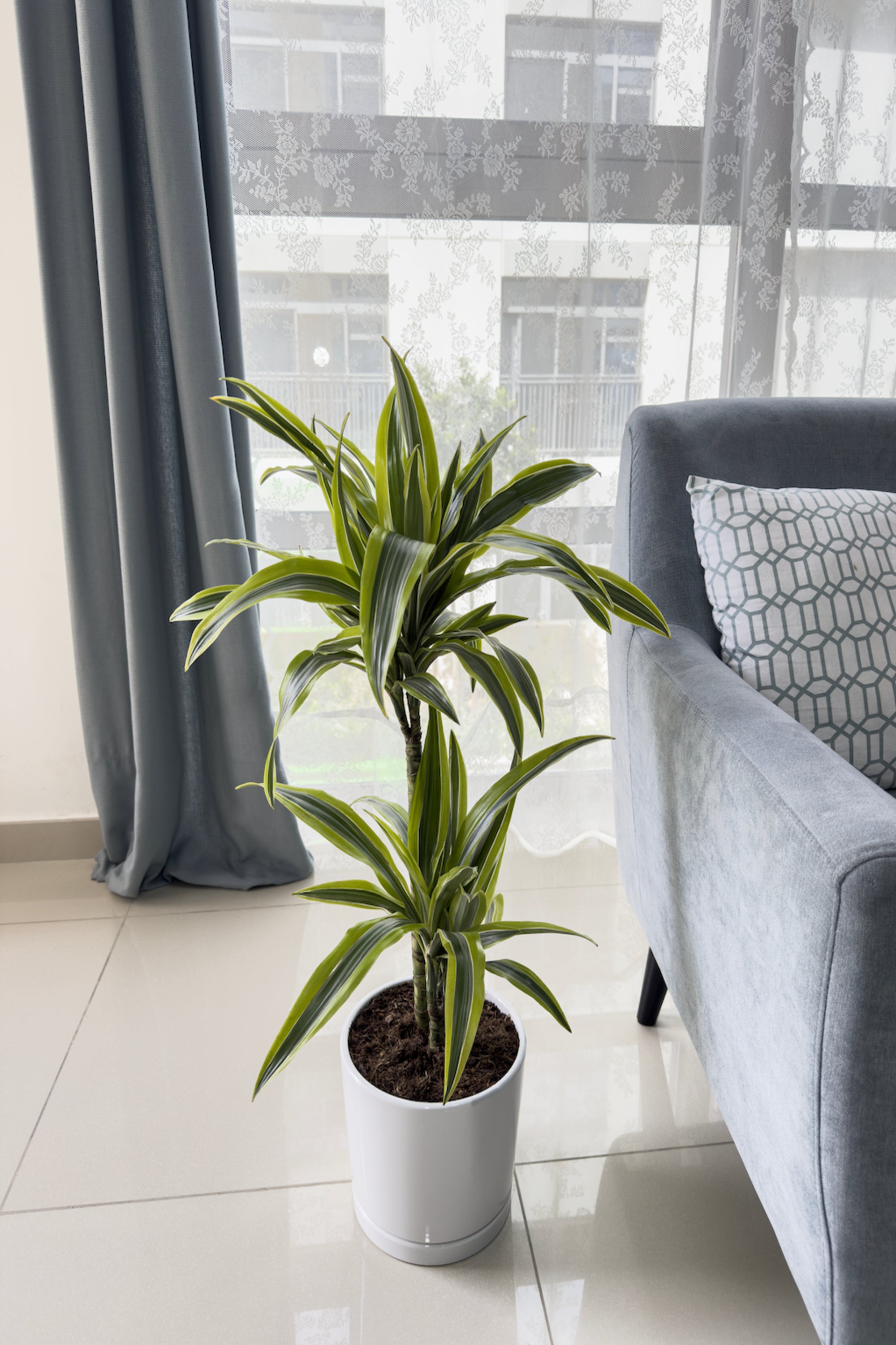 Dracaena Fragrans 'Lemon Lime'