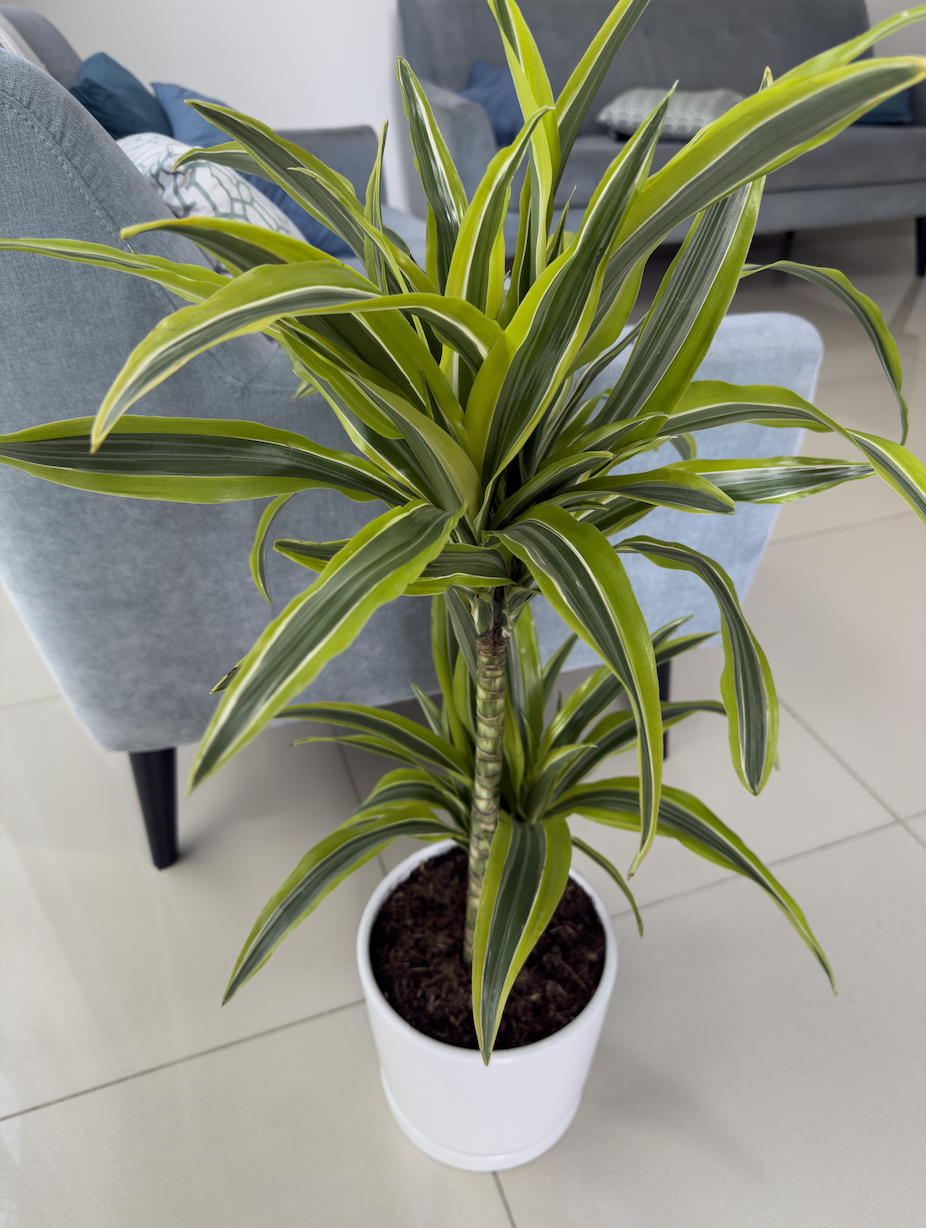 Dracaena Fragrans 'Lemon Lime'