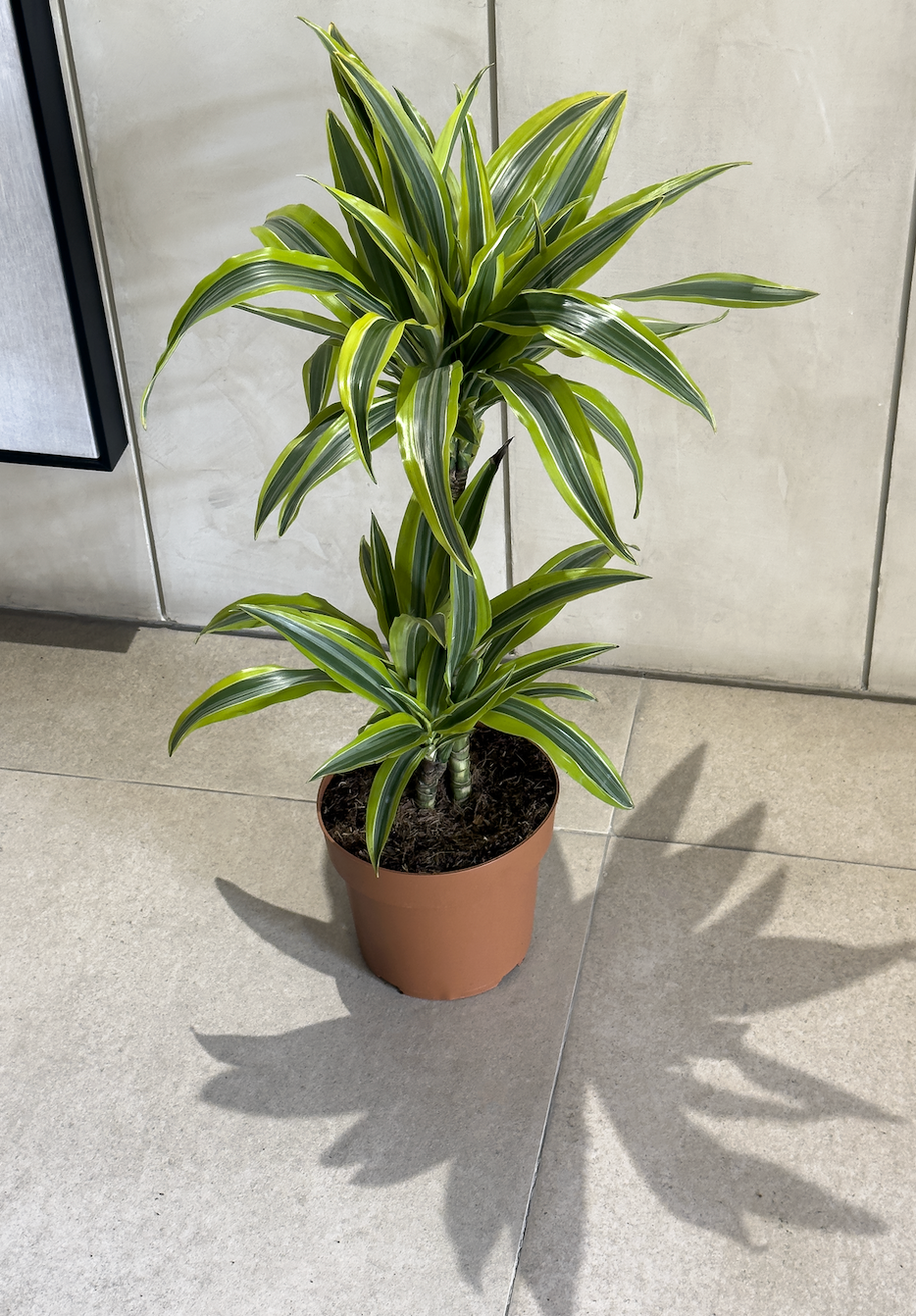 Dracaena Fragrans 'Lemon Lime'