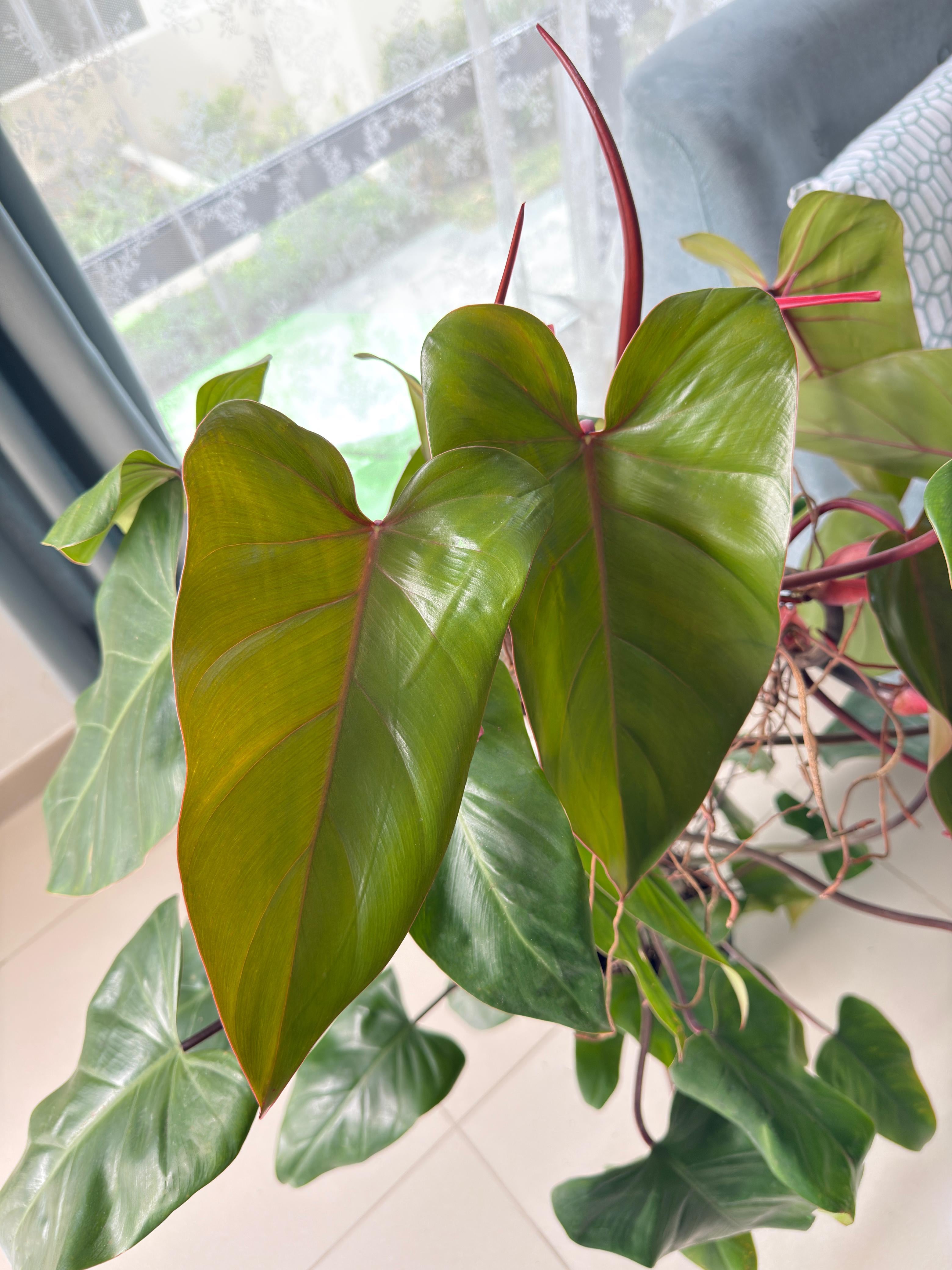 Philodendron Erubescens (Blushing Philodendron)