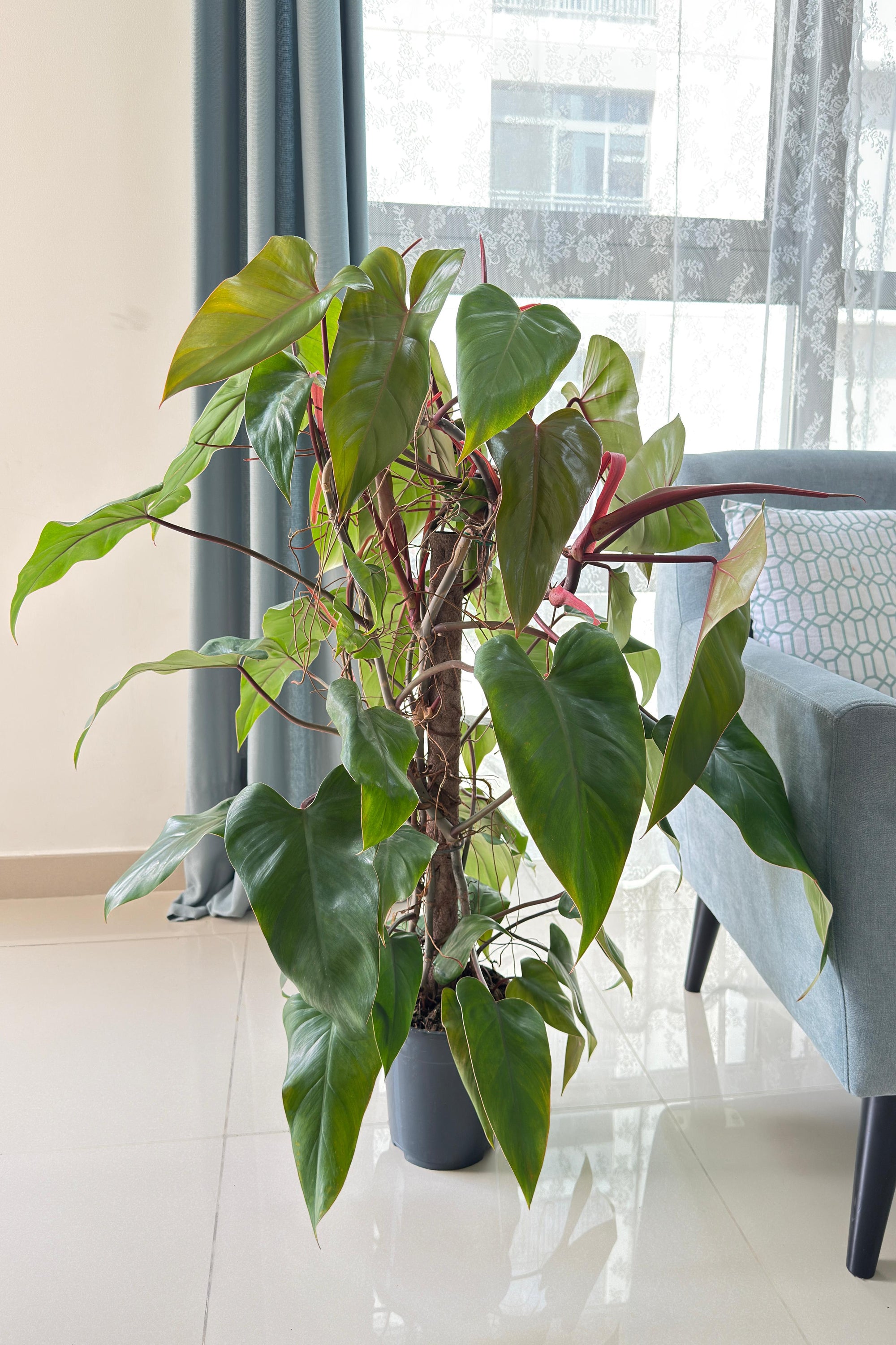 Philodendron Erubescens (Blushing Philodendron)