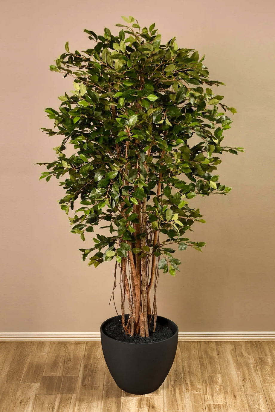 Ficus Retusa Tree