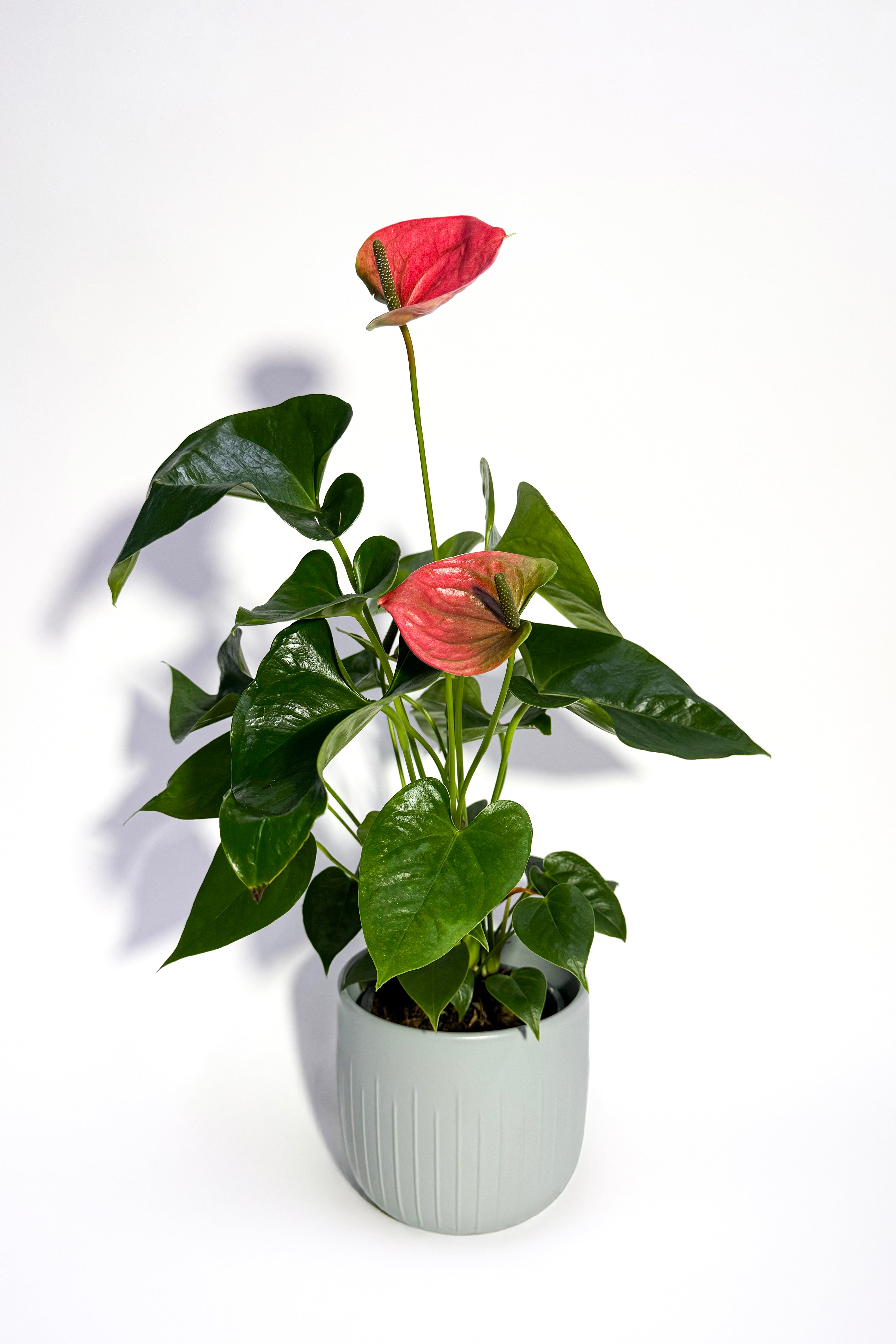 Anthurium Red "Flamingo Flower" (Pot Not Included)