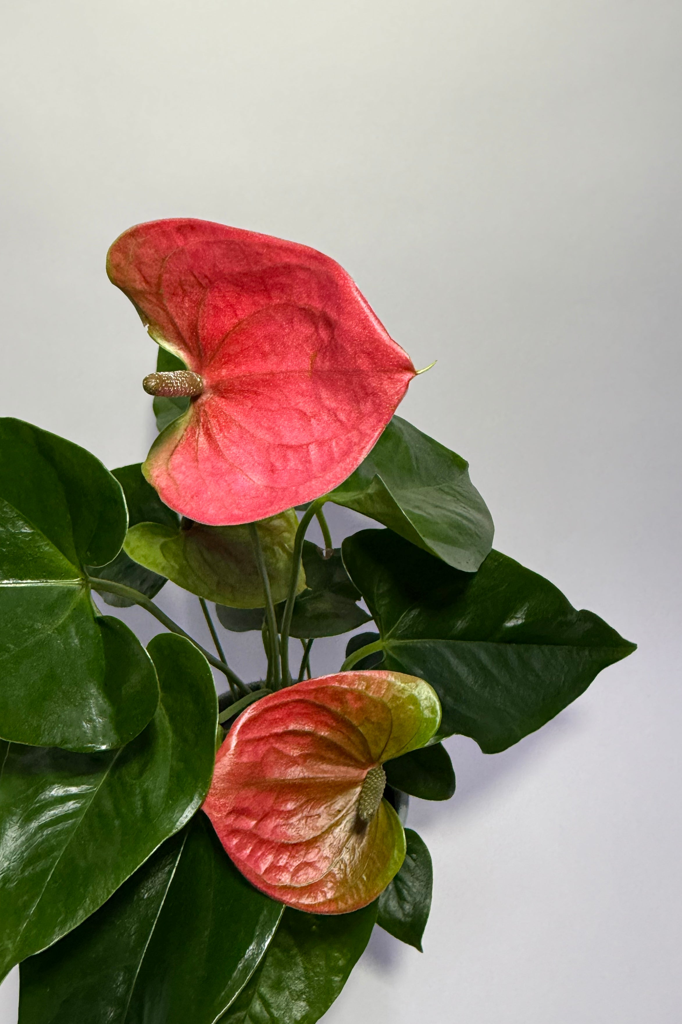 Anthurium Red "Flamingo Flower" (Pot Not Included)