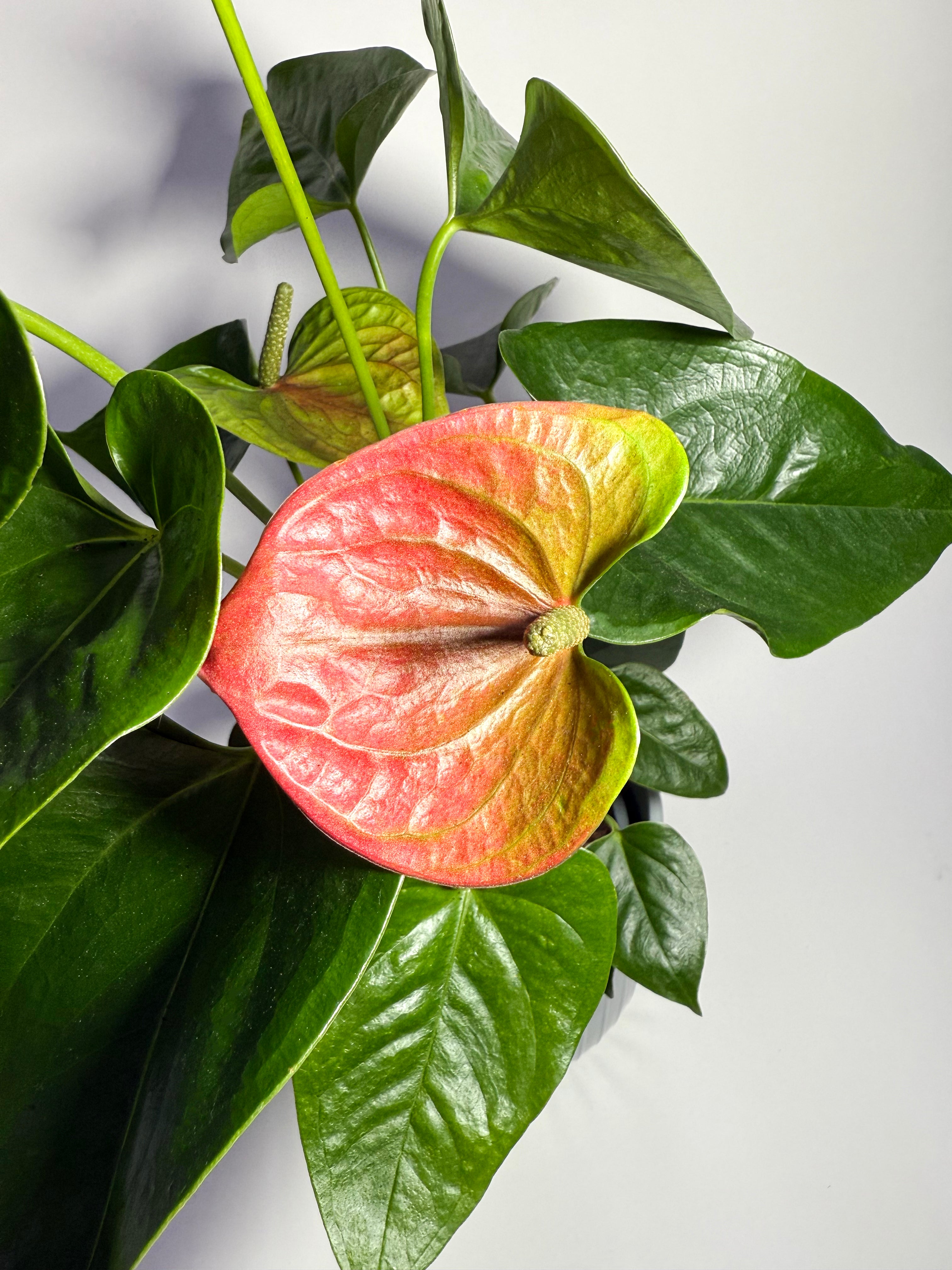 Anthurium Red "Flamingo Flower" (Pot Not Included)