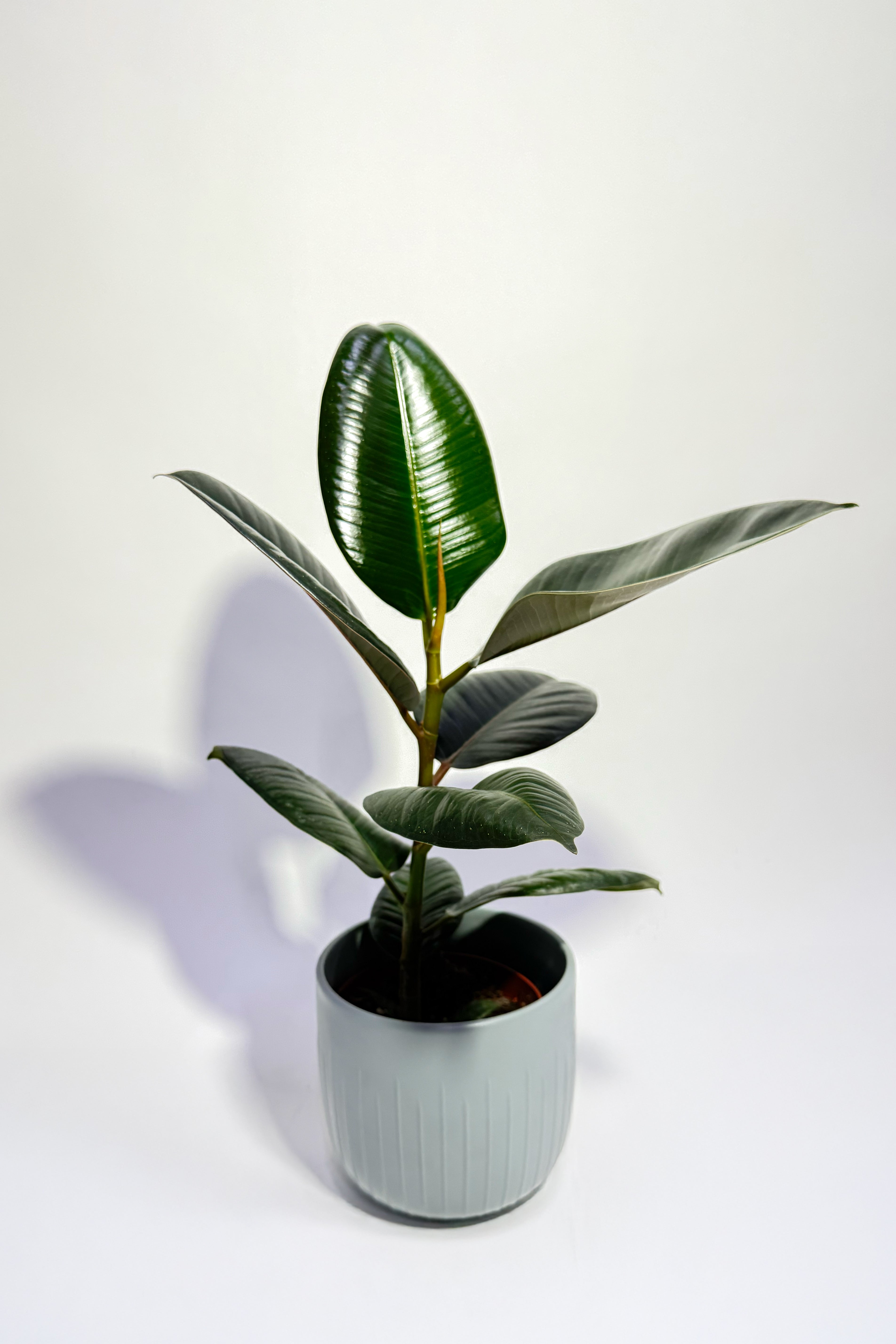 Rubber Plant "Ficus Elastica" (Pot Not Included)