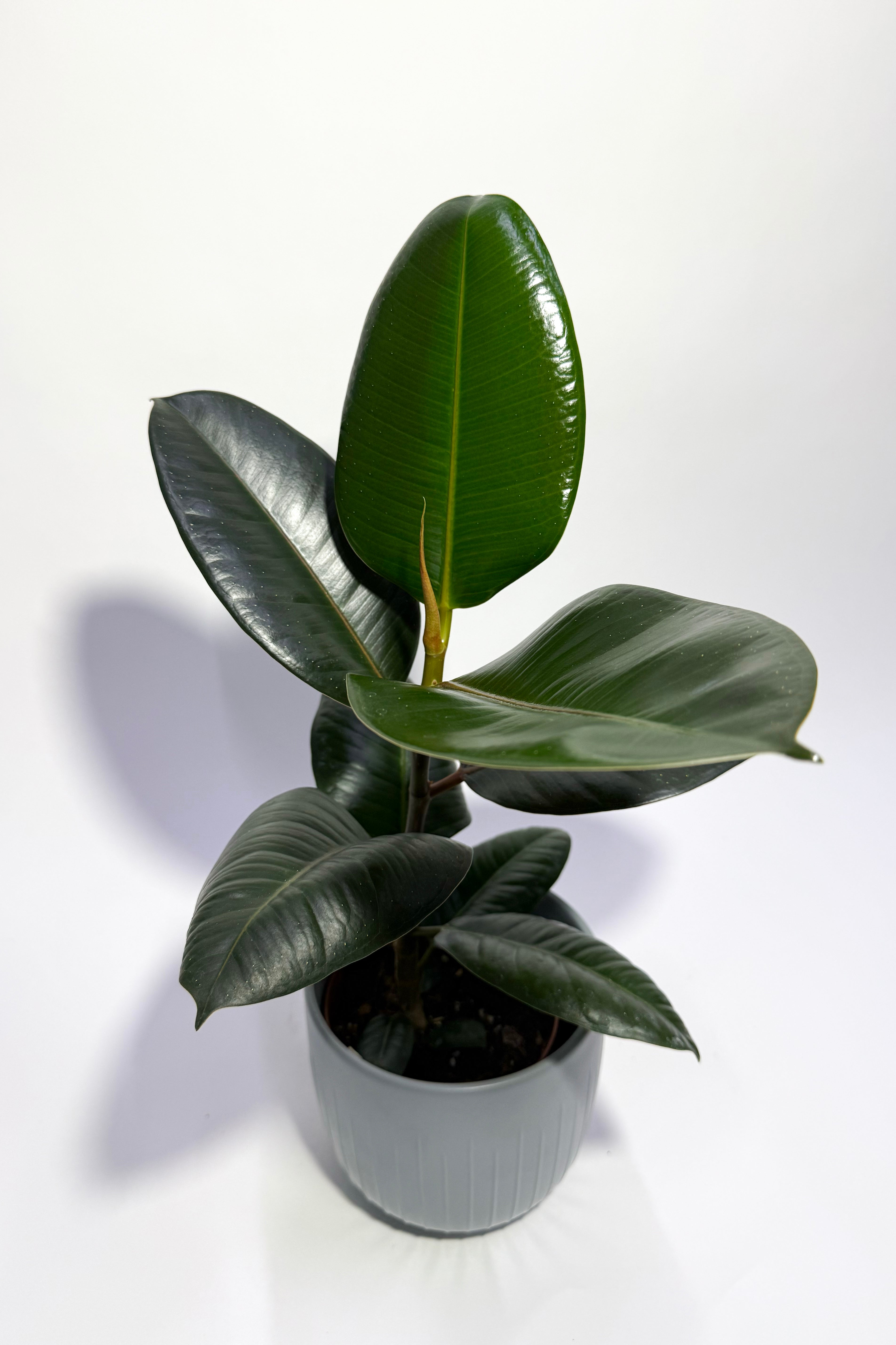 Rubber Plant "Ficus Elastica" (Pot Not Included)