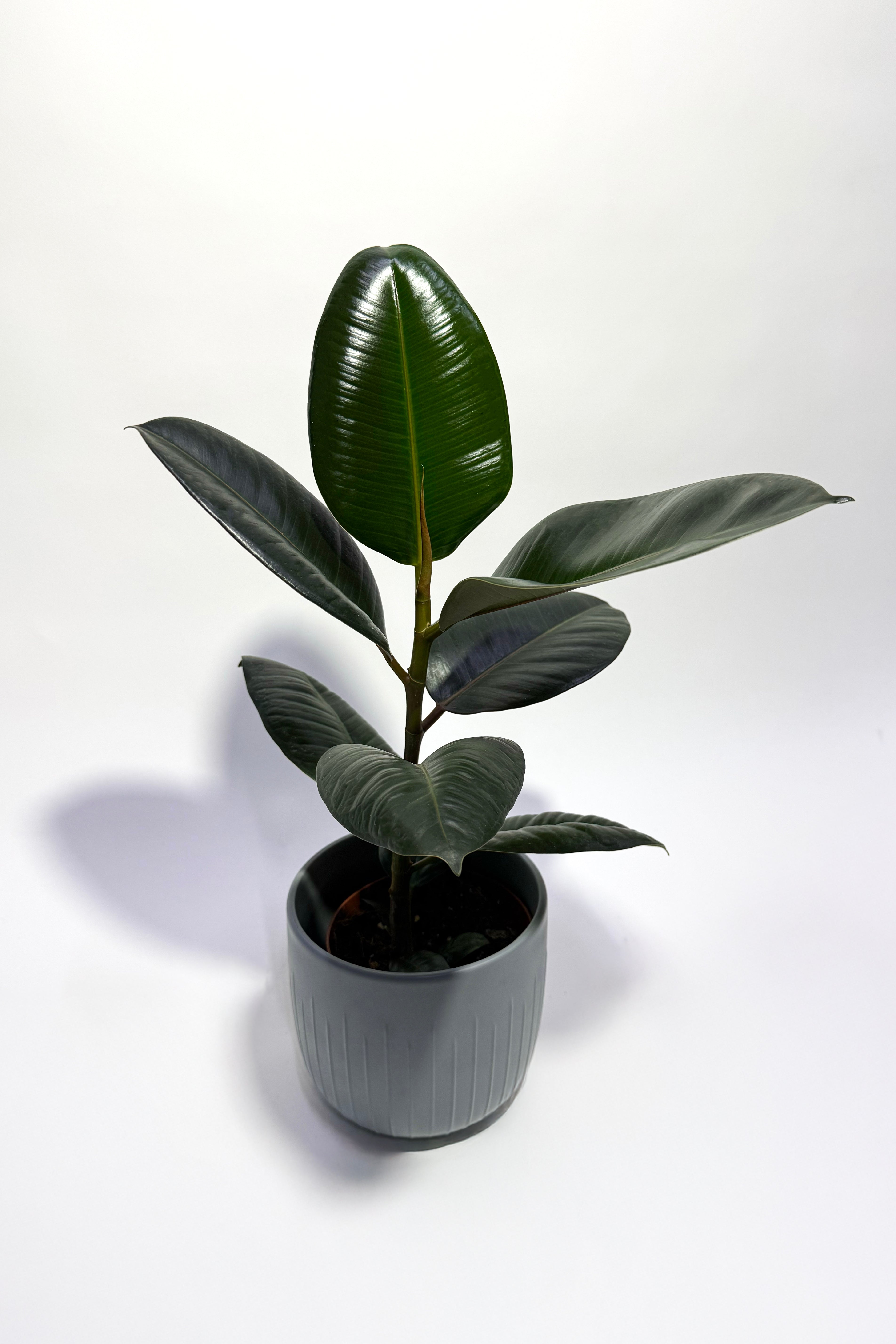 Rubber Plant "Ficus Elastica" (Pot Not Included)
