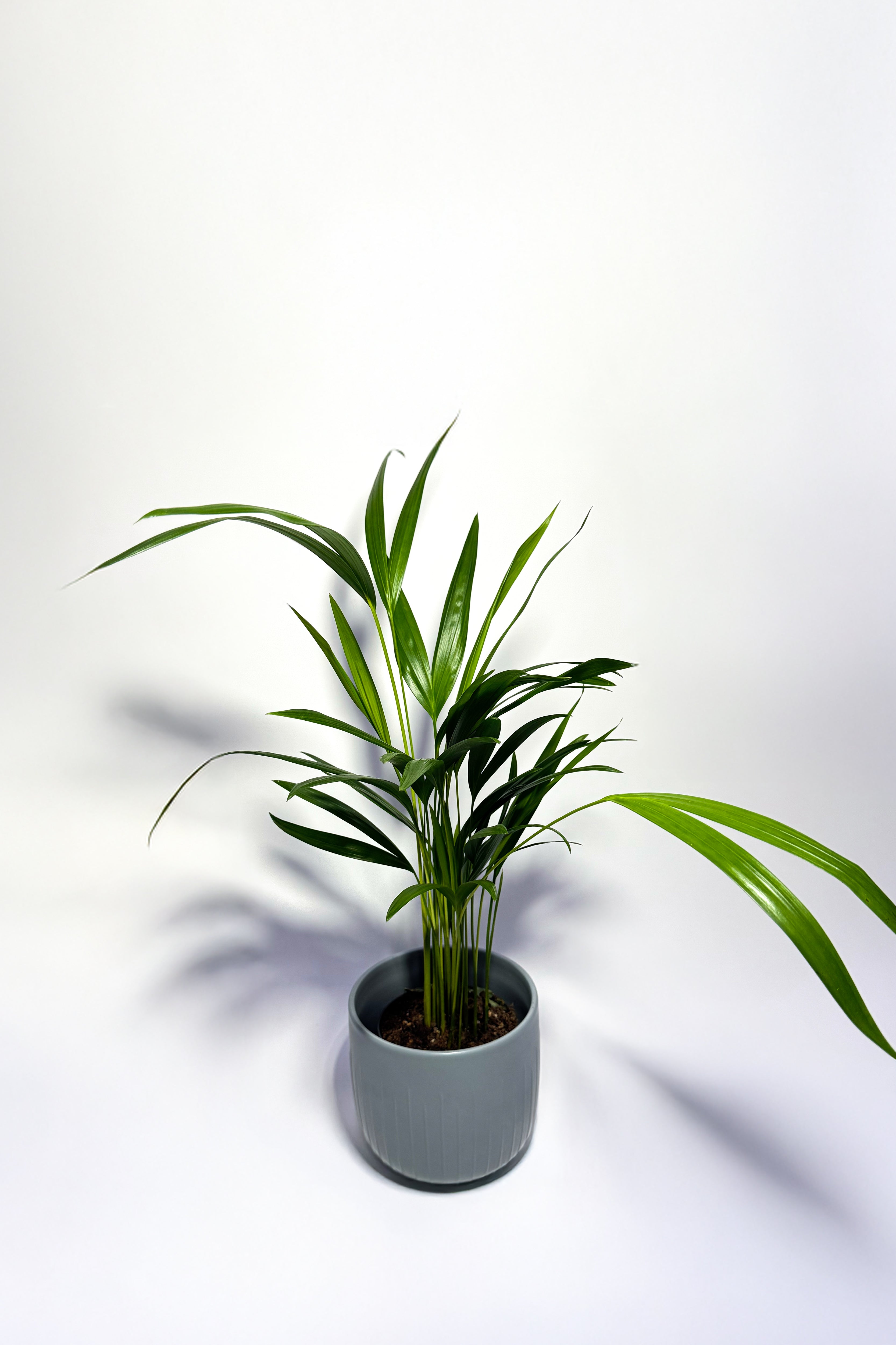 Areca Palm "Dypsis Lutescens" (Pot Not Included)