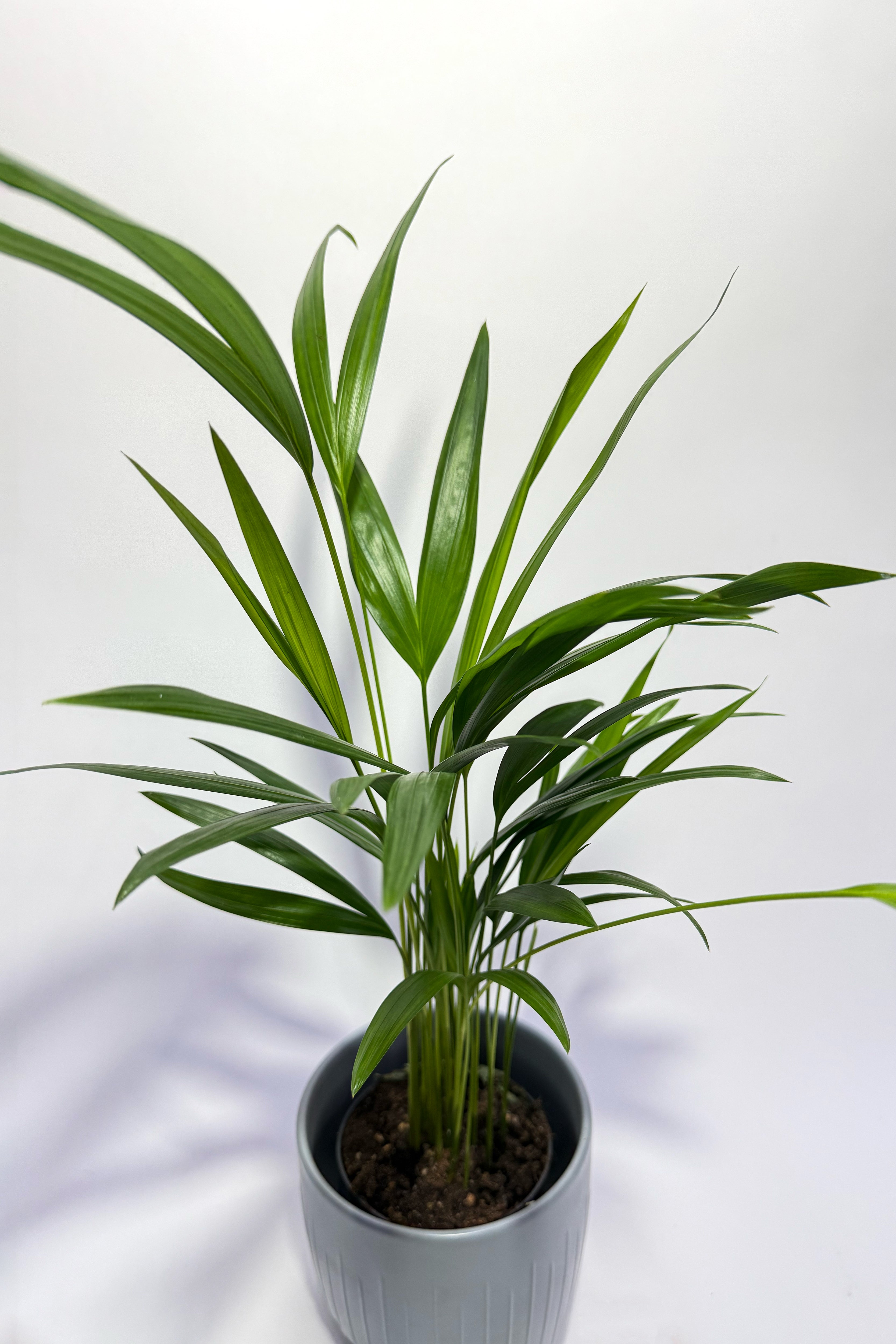 Areca Palm "Dypsis Lutescens" (Pot Not Included)