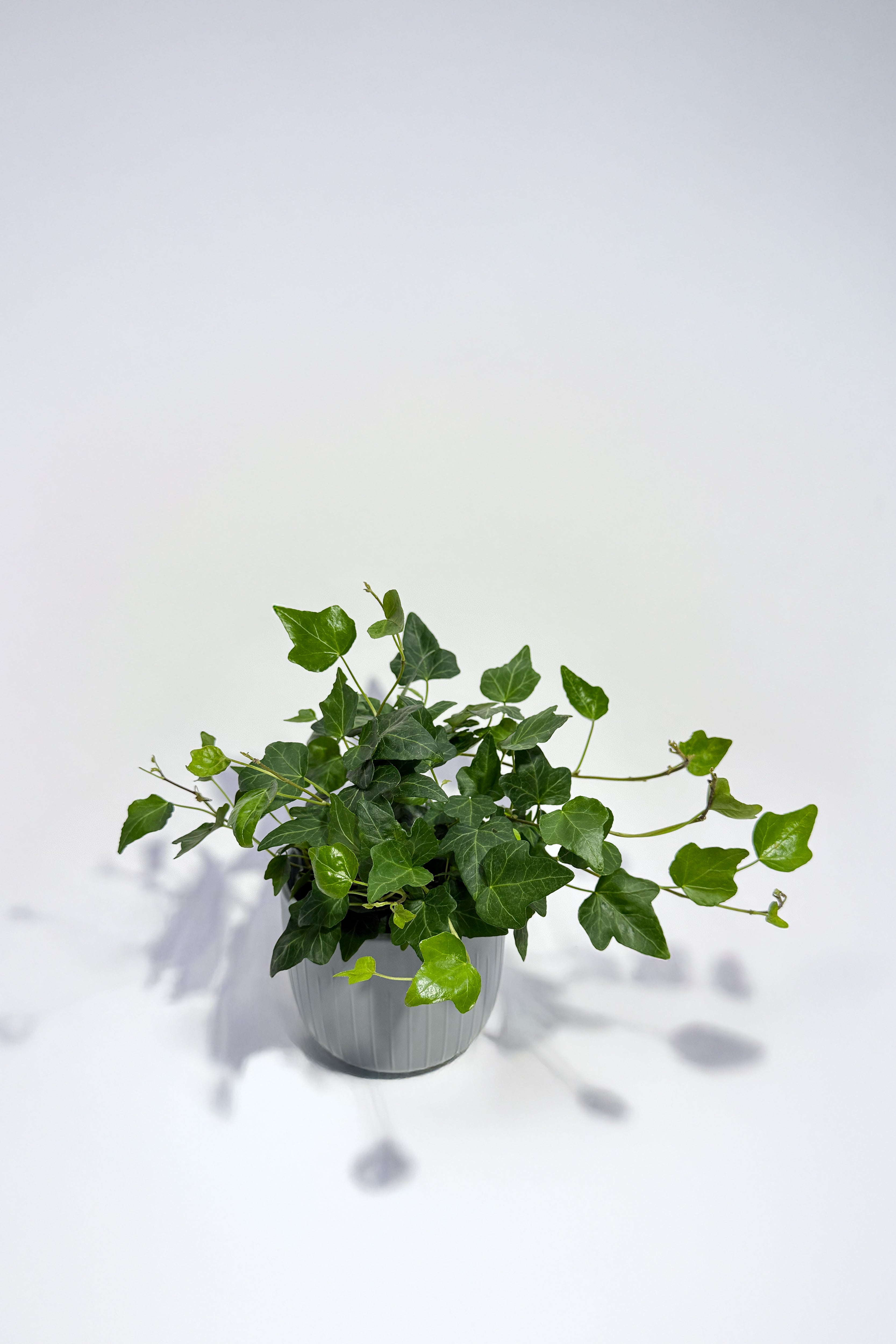 Hedera "English Ivy" (Pot Not Included)