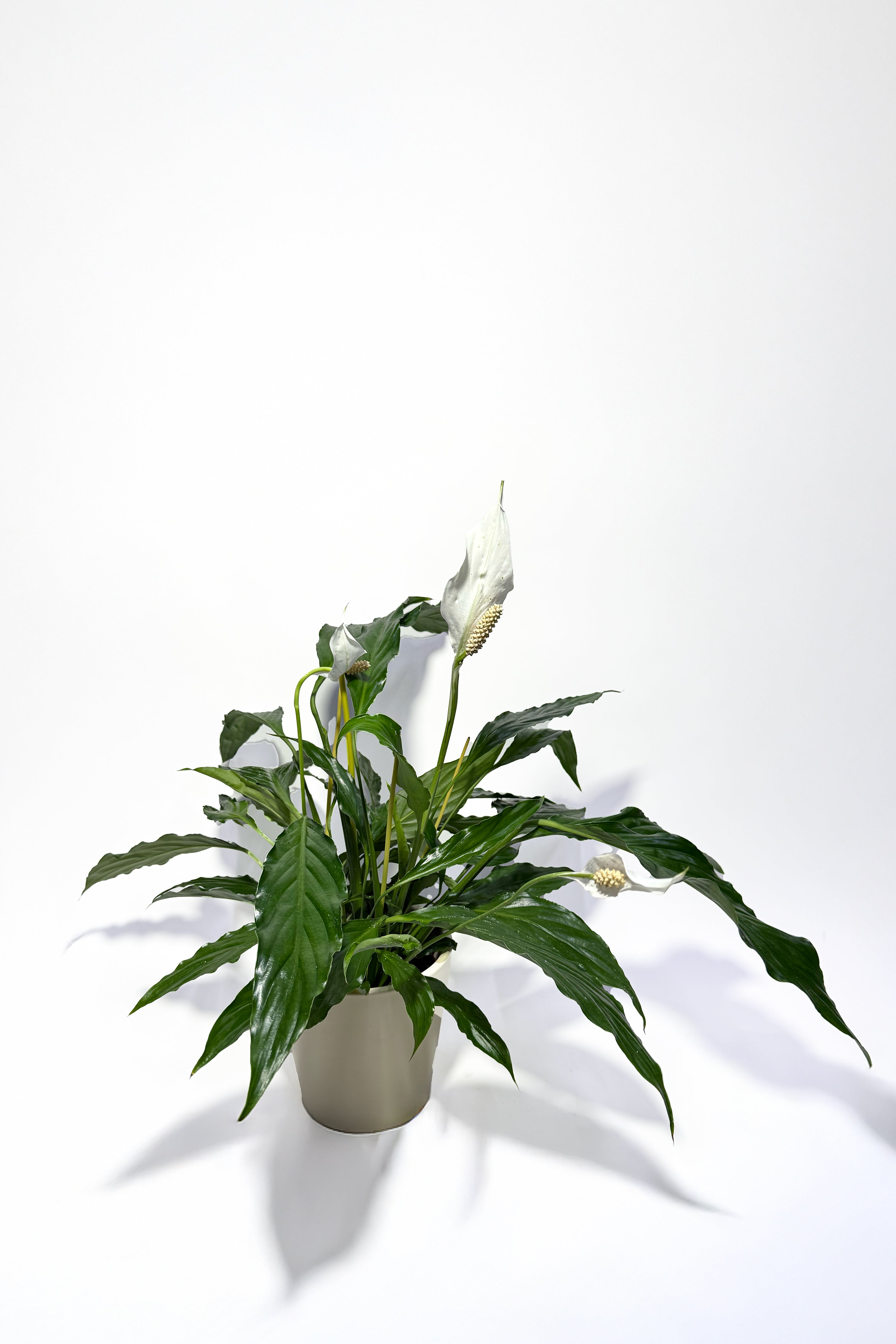 Spathiphyllum "Peace Lily" (Pot Not Included)