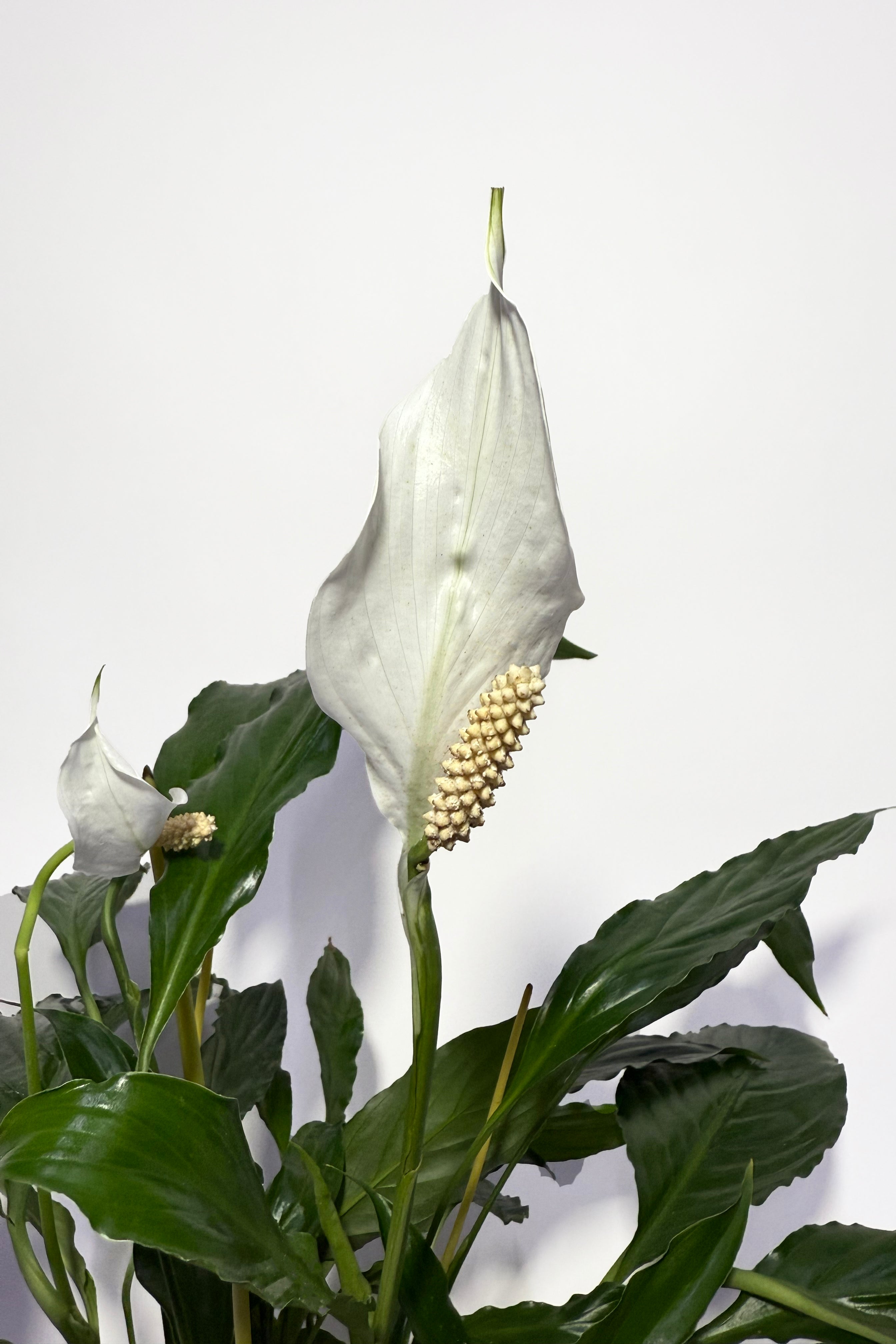 Spathiphyllum "Peace Lily" (Pot Not Included)