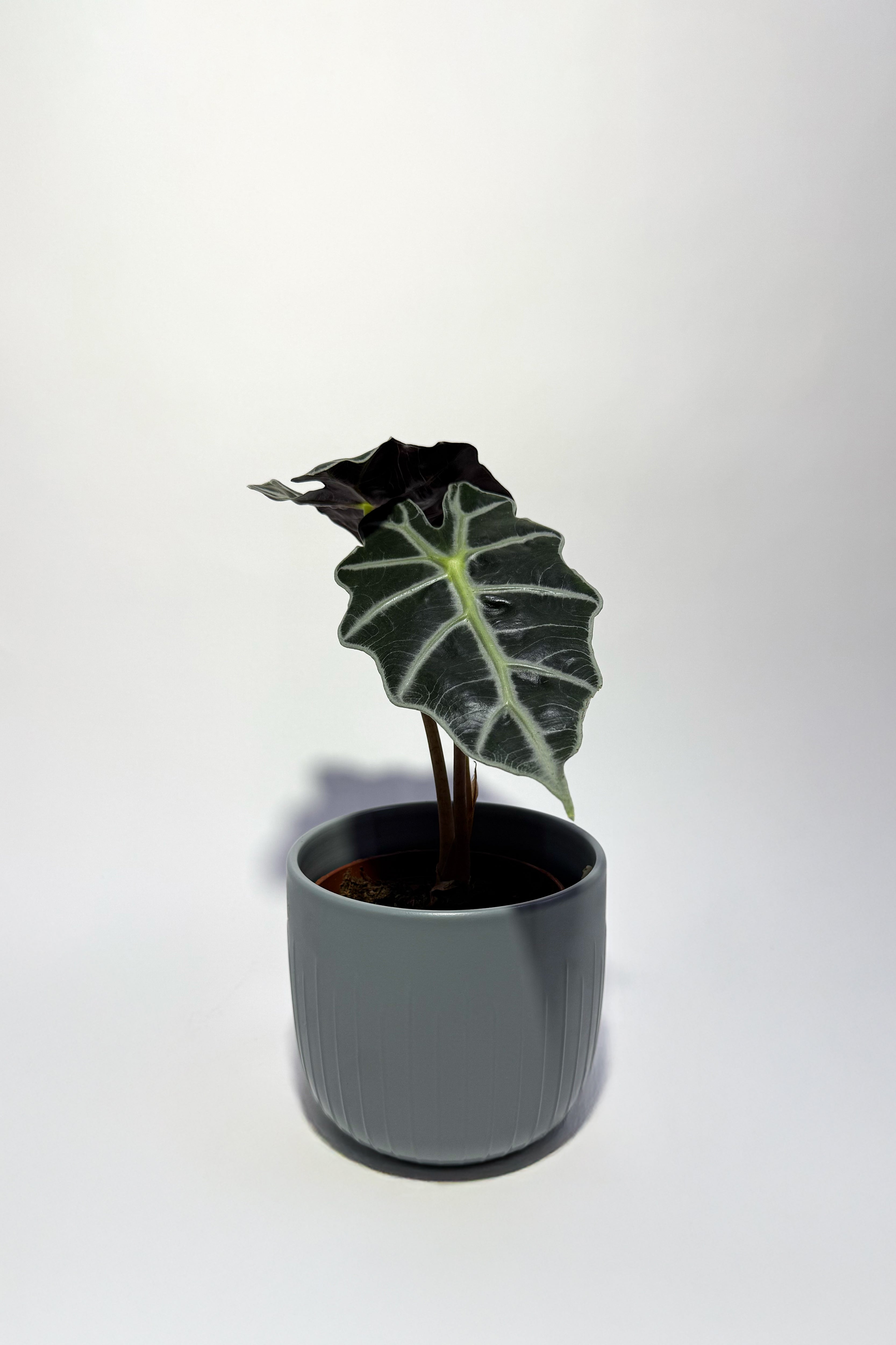Alocasia Plant "African Mask Plant" With Pot