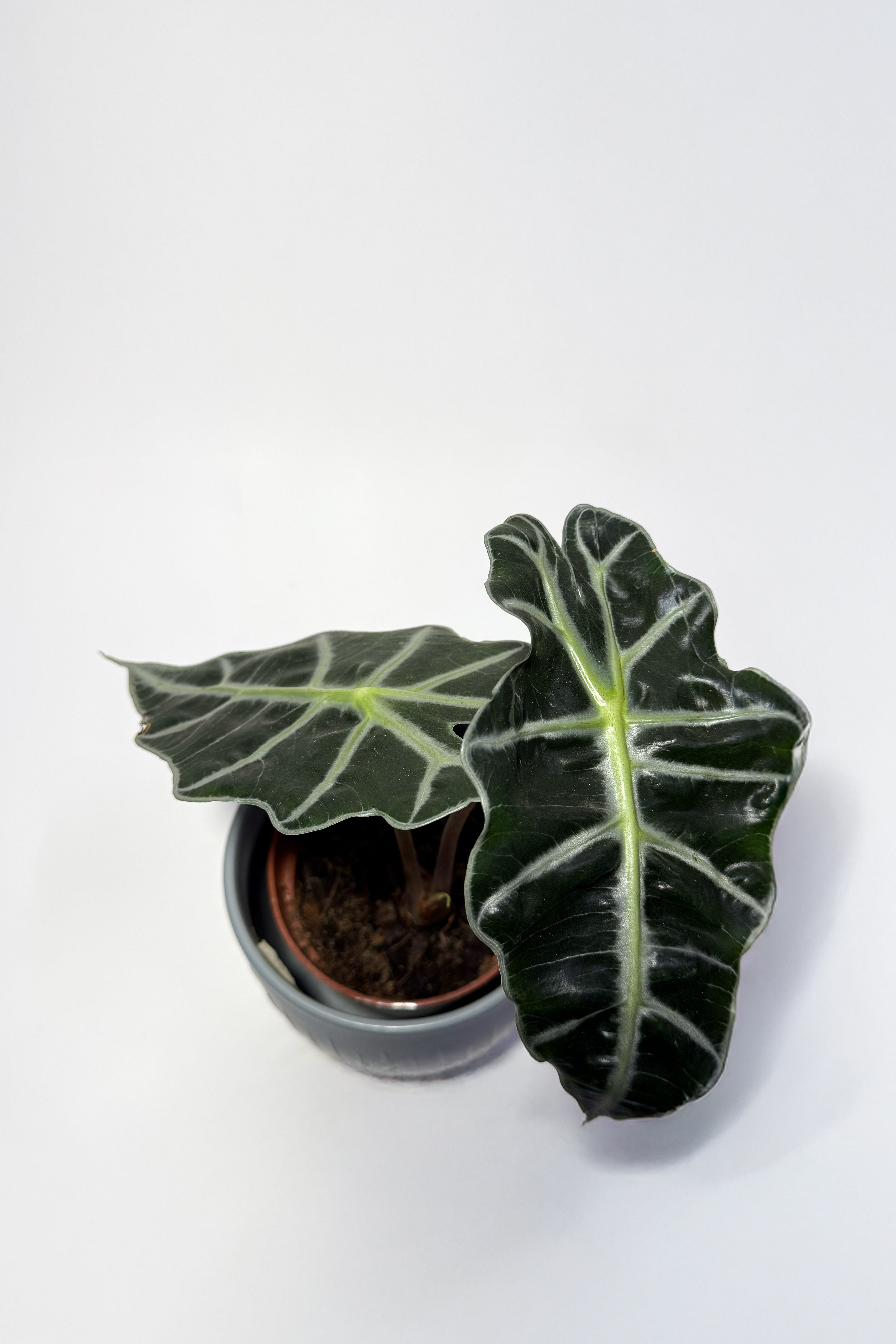 Alocasia Plant "African Mask Plant" With Pot