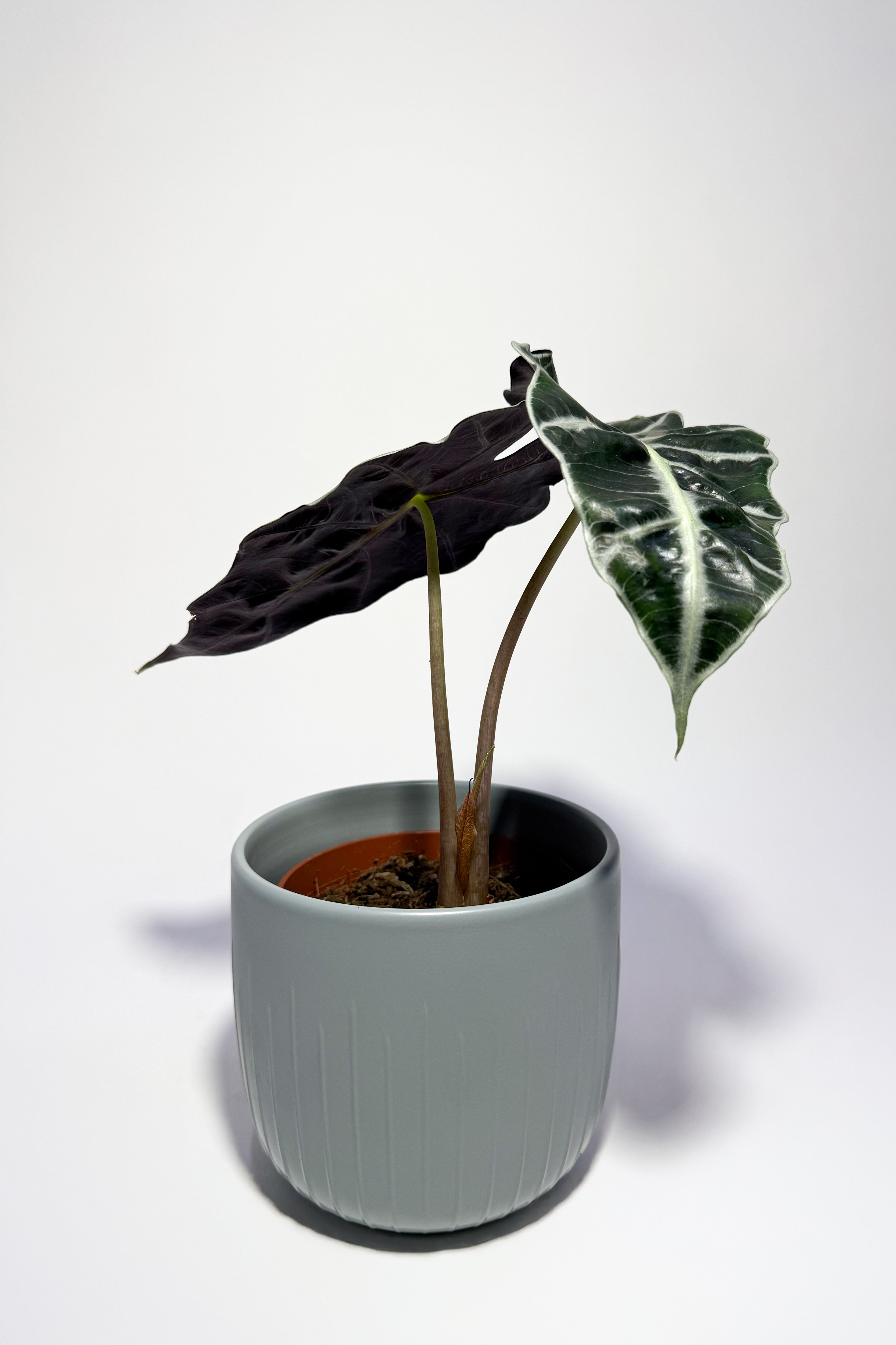 Alocasia Plant "African Mask Plant" With Pot