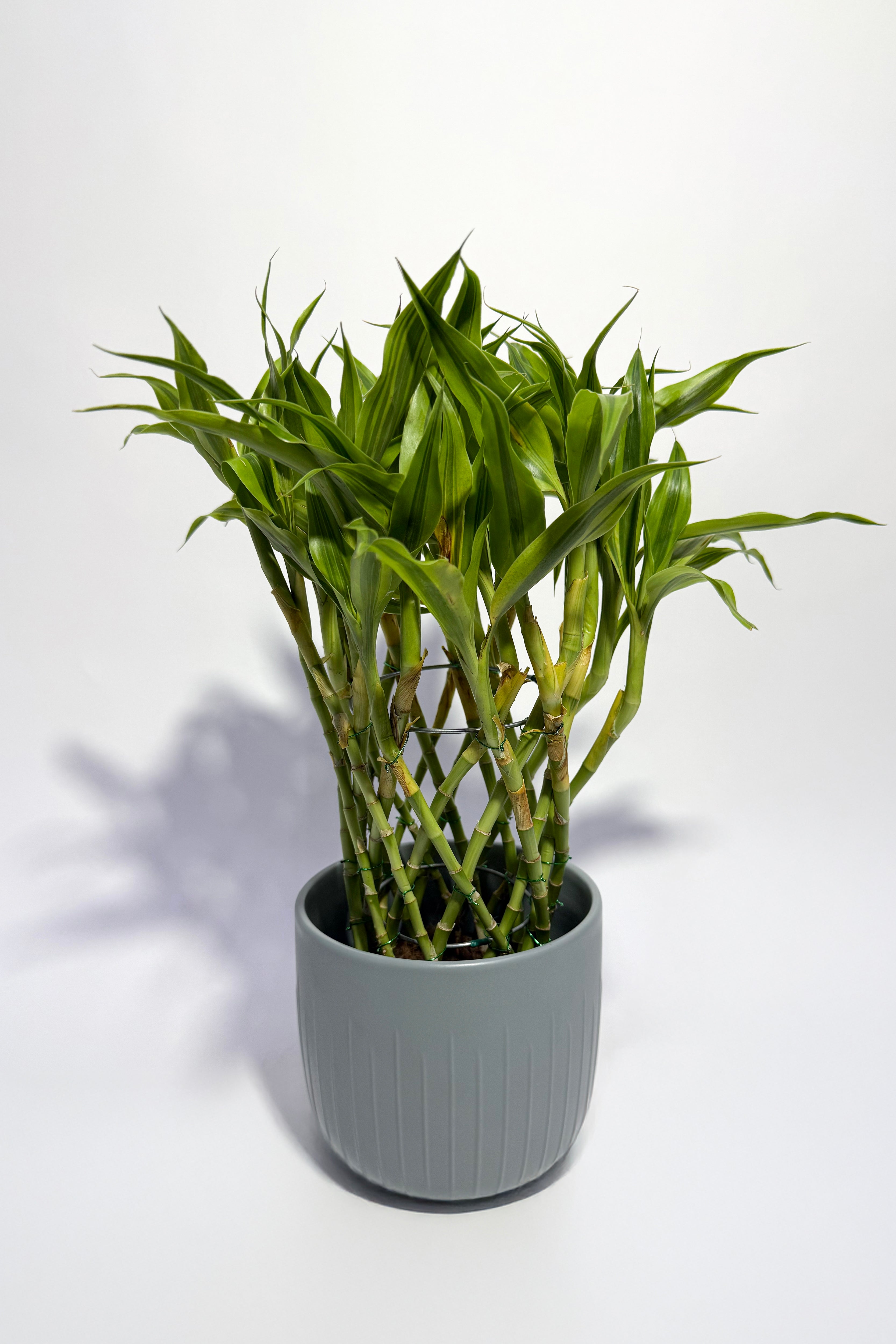 Dracaena Sandriyana "Lucky Bamboo" (Pot Not Included)