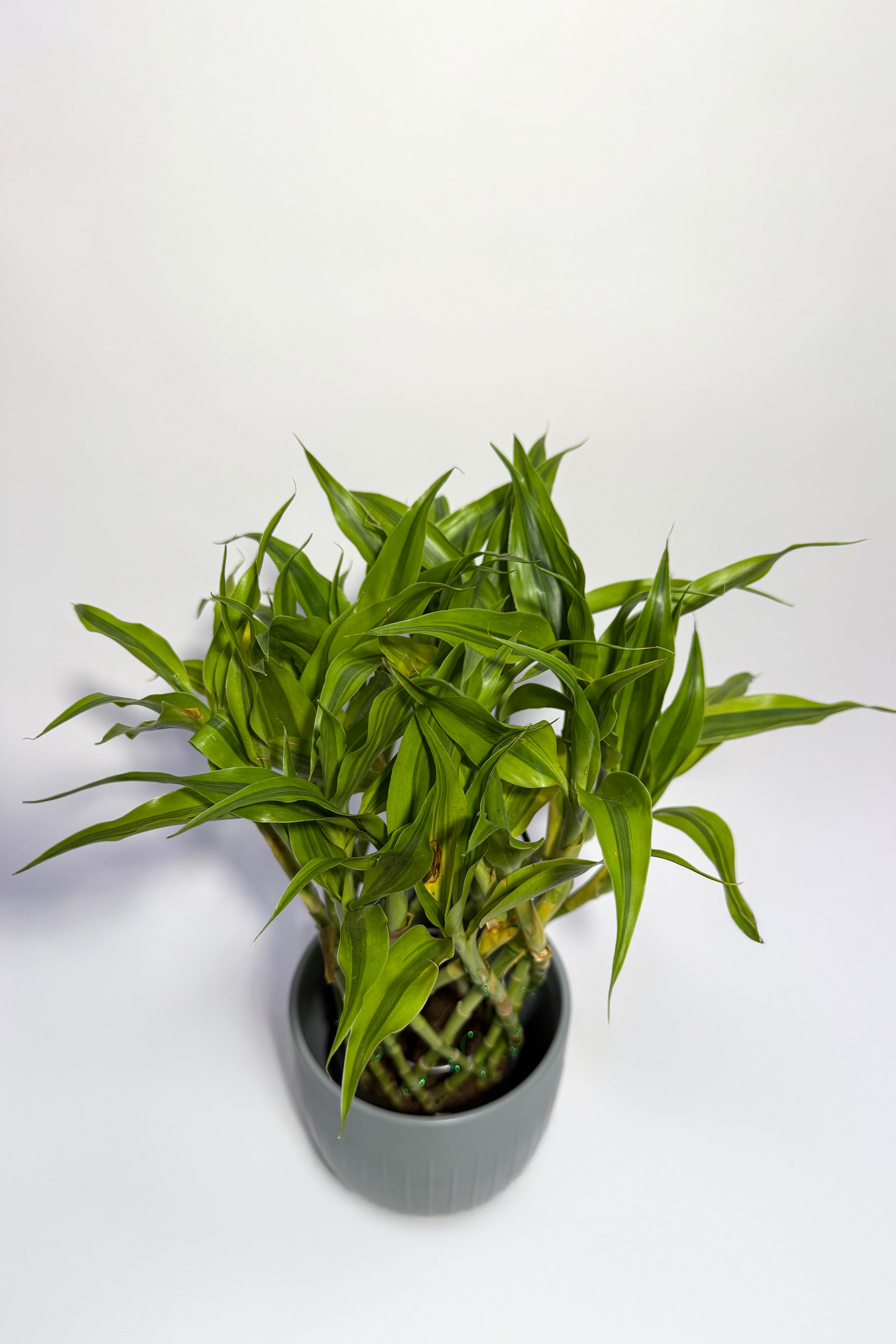 Dracaena Sandriyana "Lucky Bamboo" (Pot Not Included)