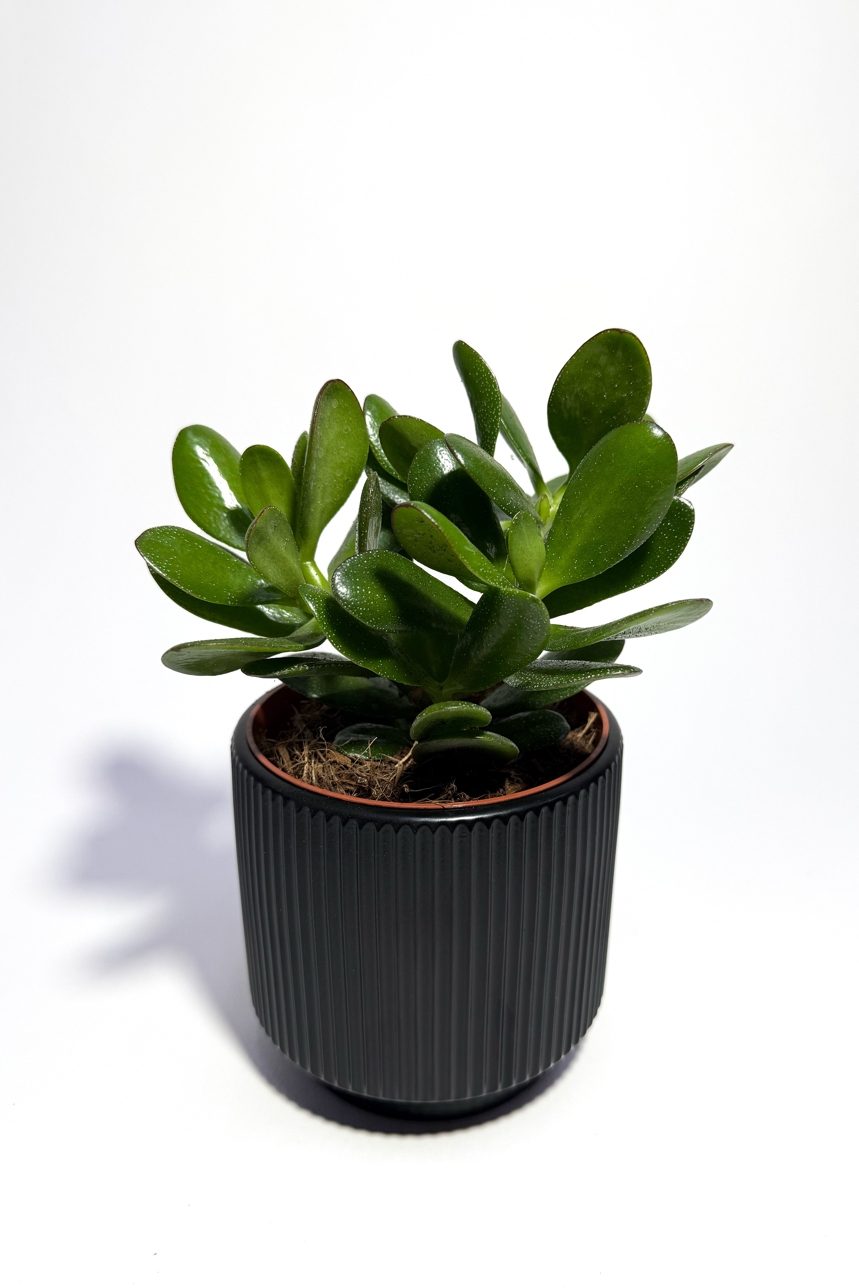 Crassula Mini Plant "Jade Plant" With Pot