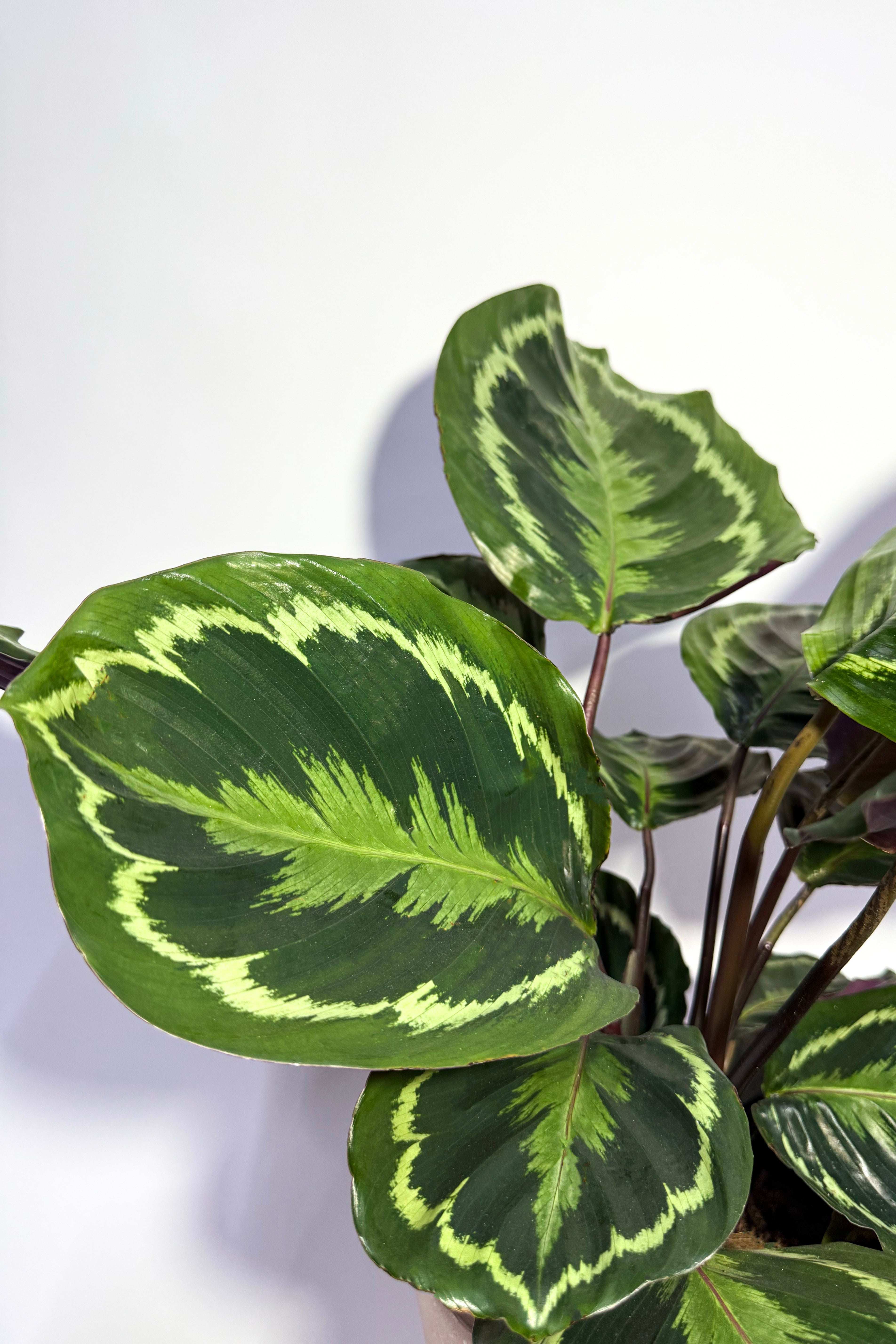 Calathea Peacock "Calathea Makoyana" (Pot Not Included)